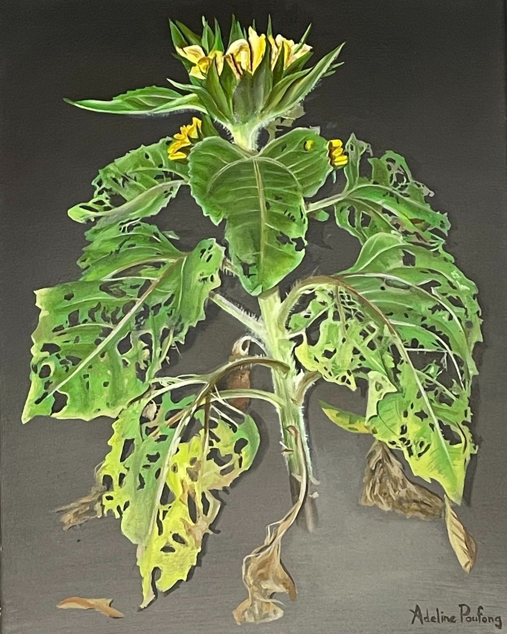 The Sunflower