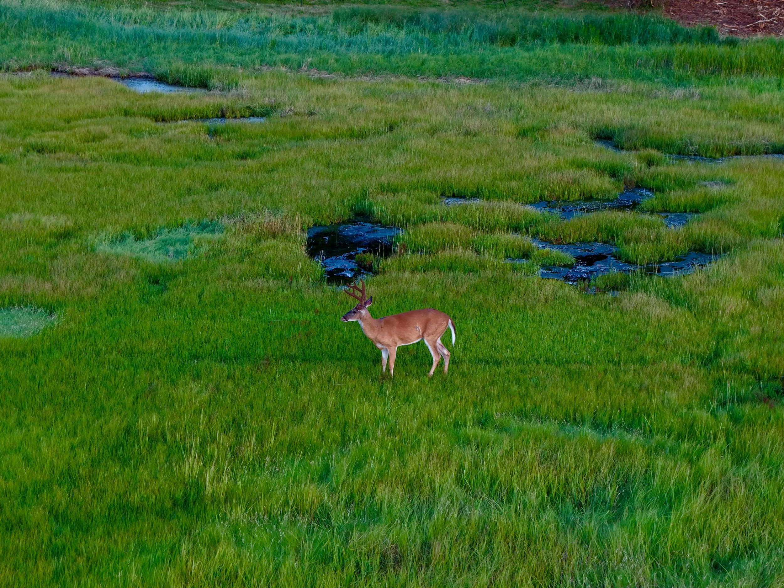 Ipswich, MA