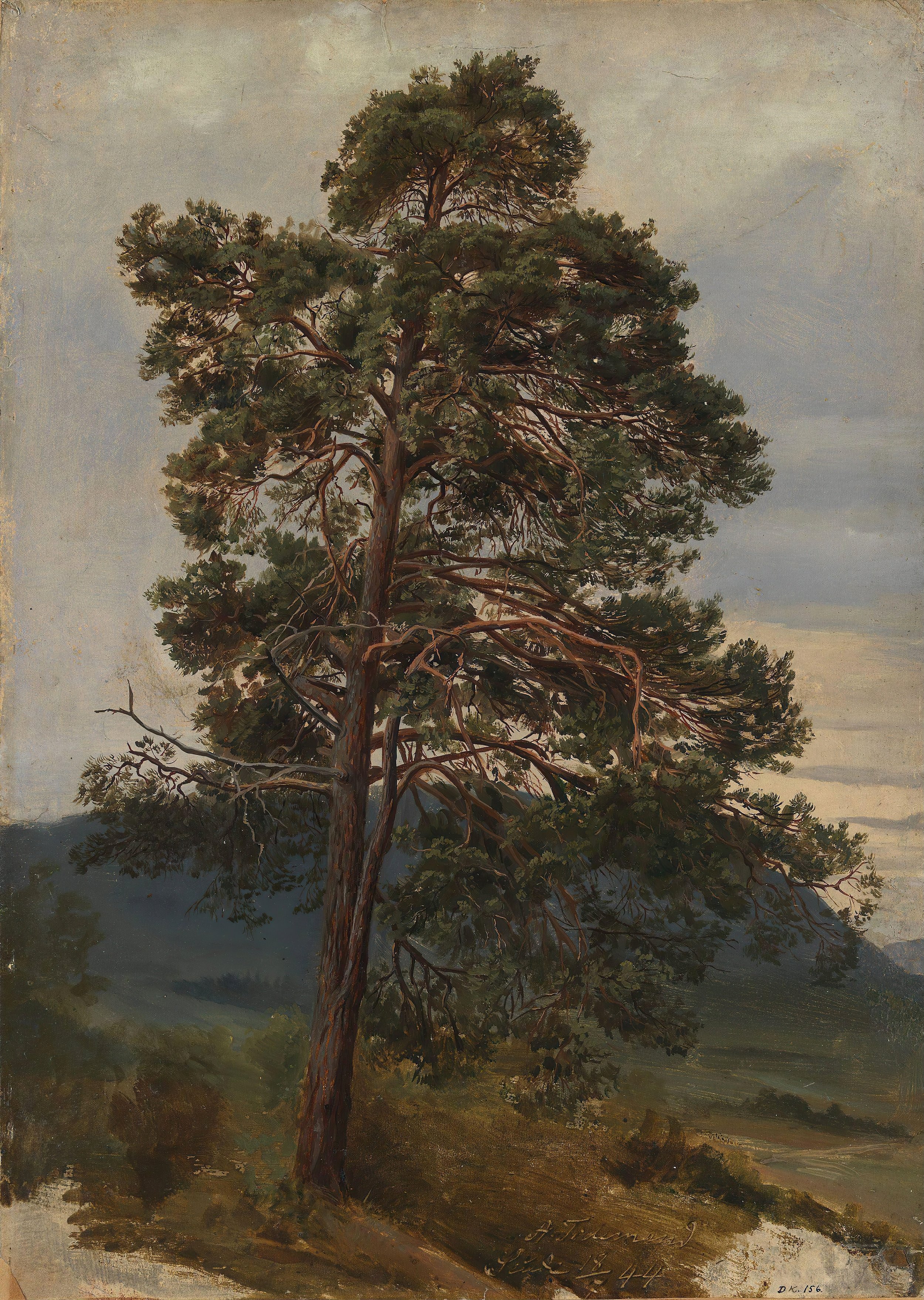 Study of a Pine Tree (1844) Adolph Tidemand (Norwegian, 1814-1876).jpg