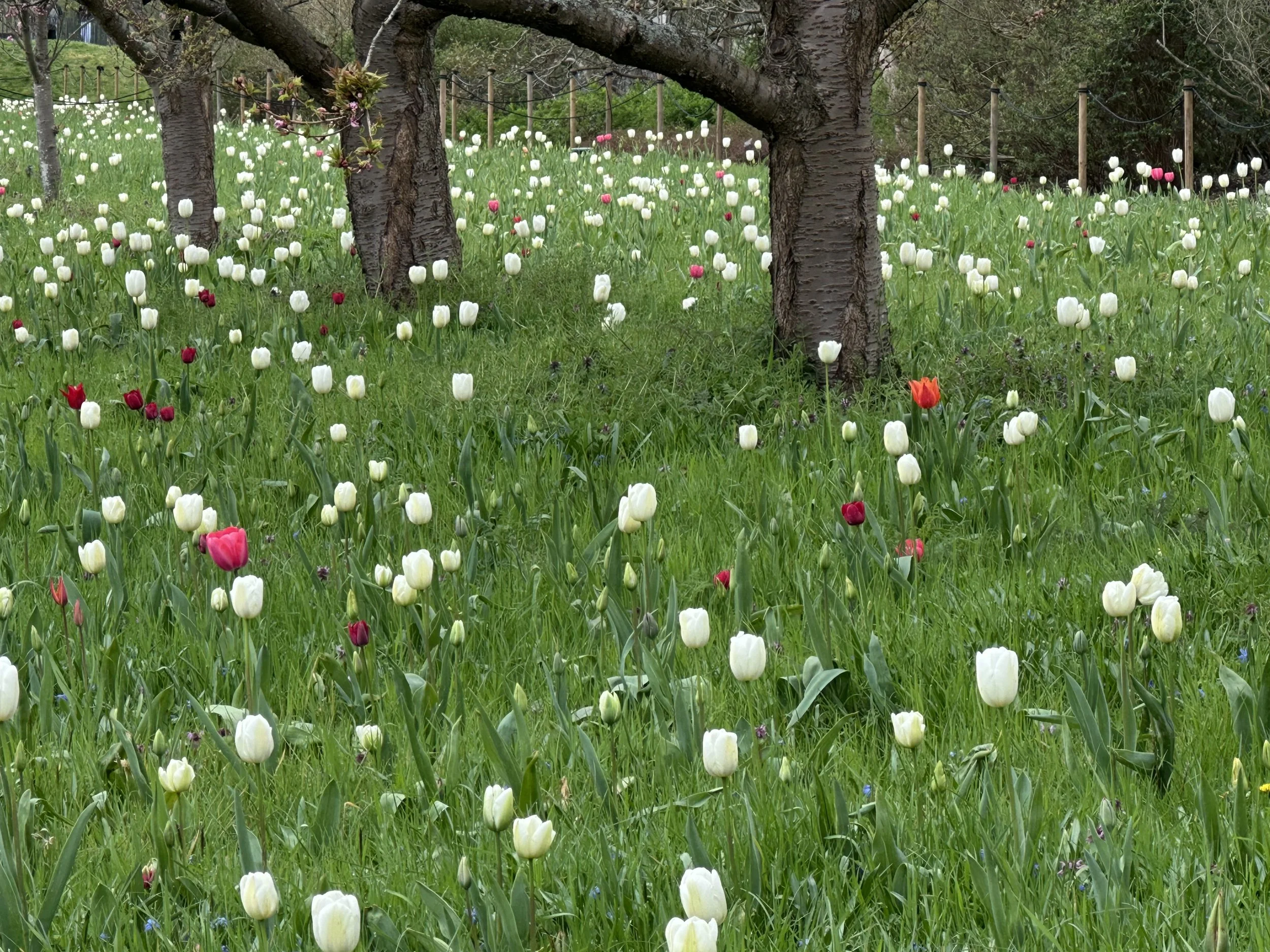 Tulips Royal Botanical Gardens, Kew Photo by Anne