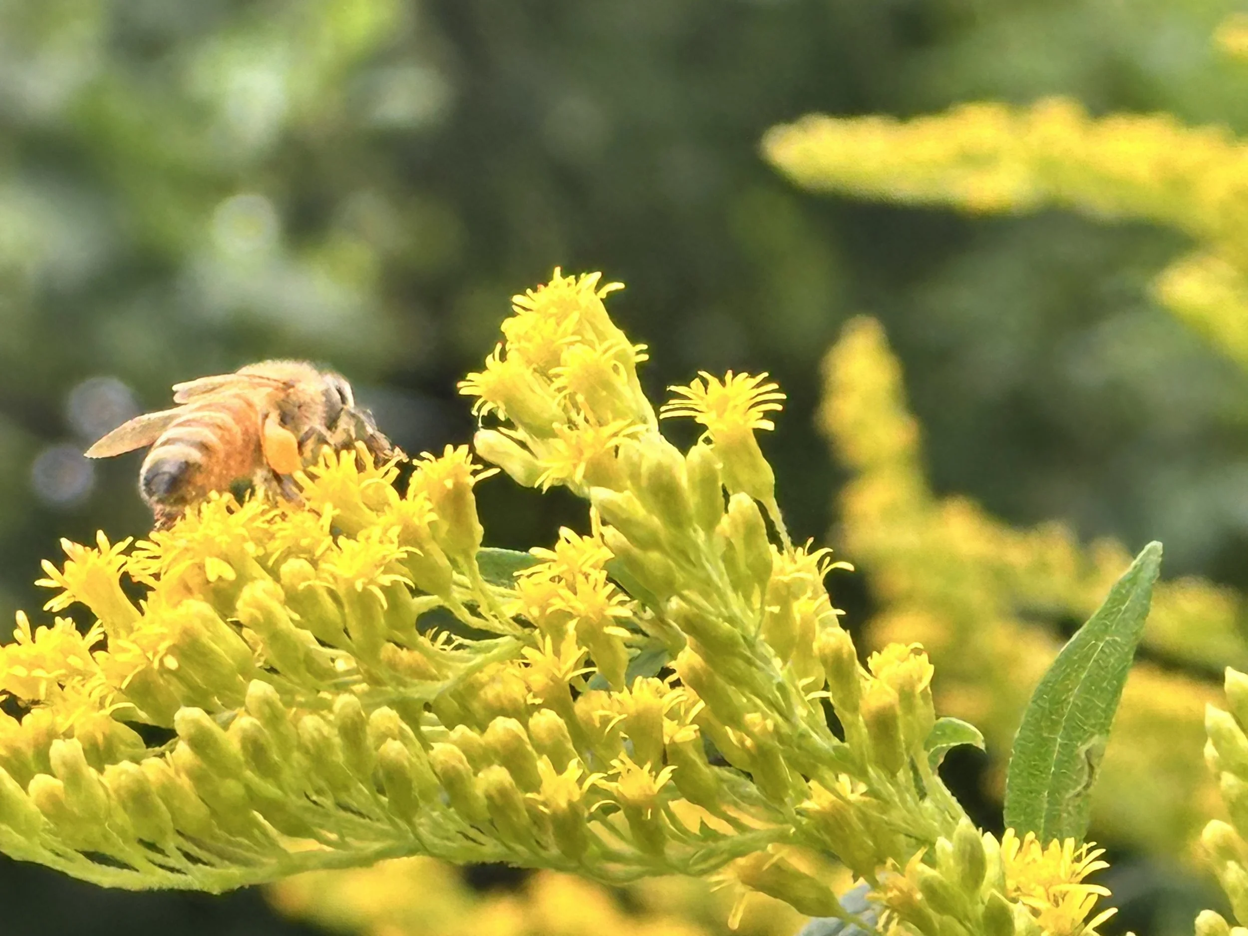 Bee Photo by Anne