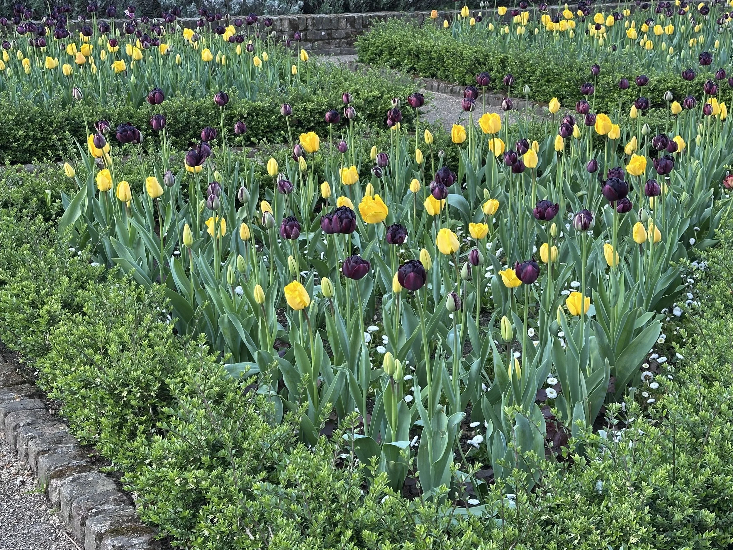 Tulips Holland Park, London Photo by Anne