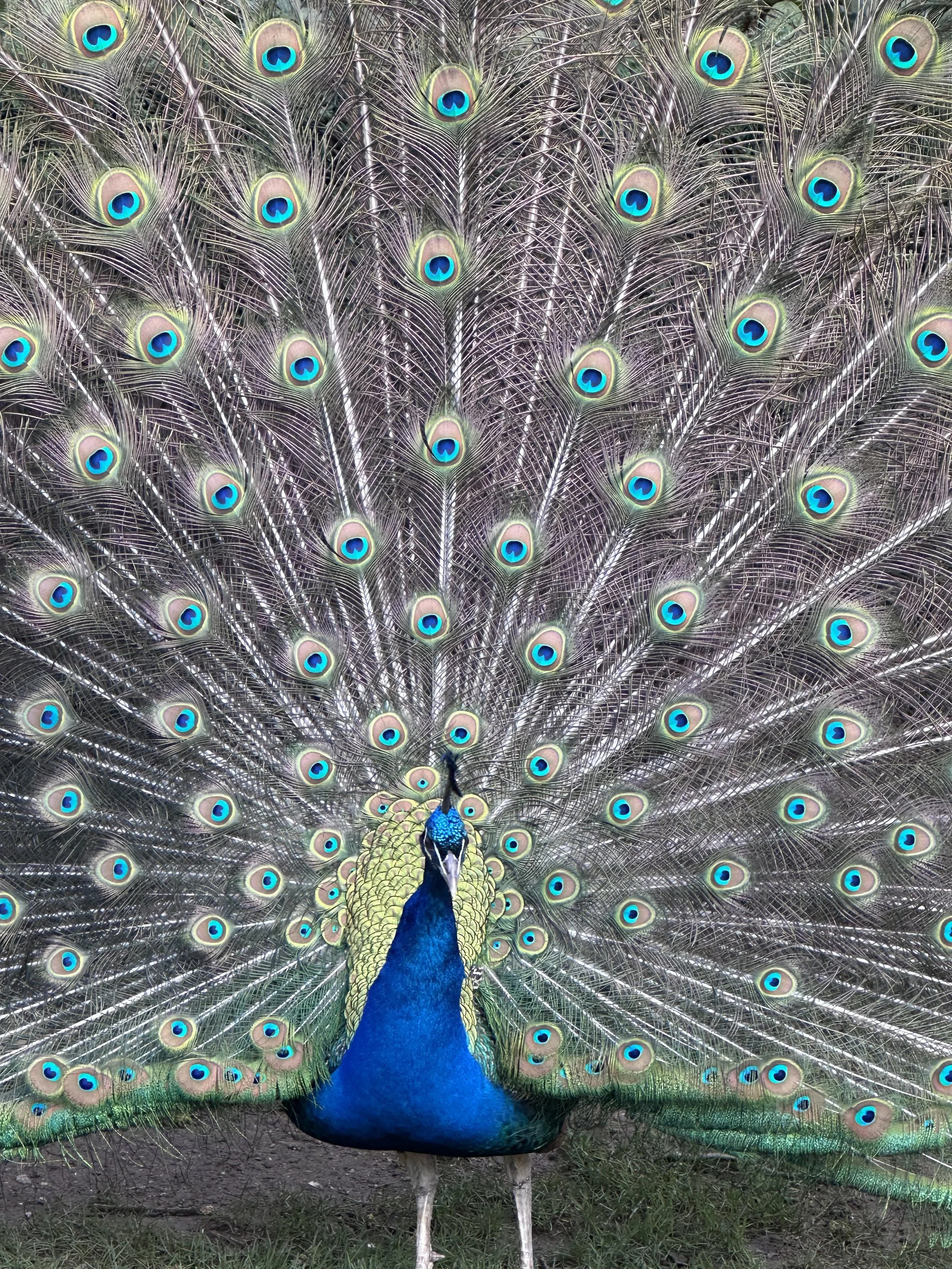 Spring, Holland Park Photo by Anne