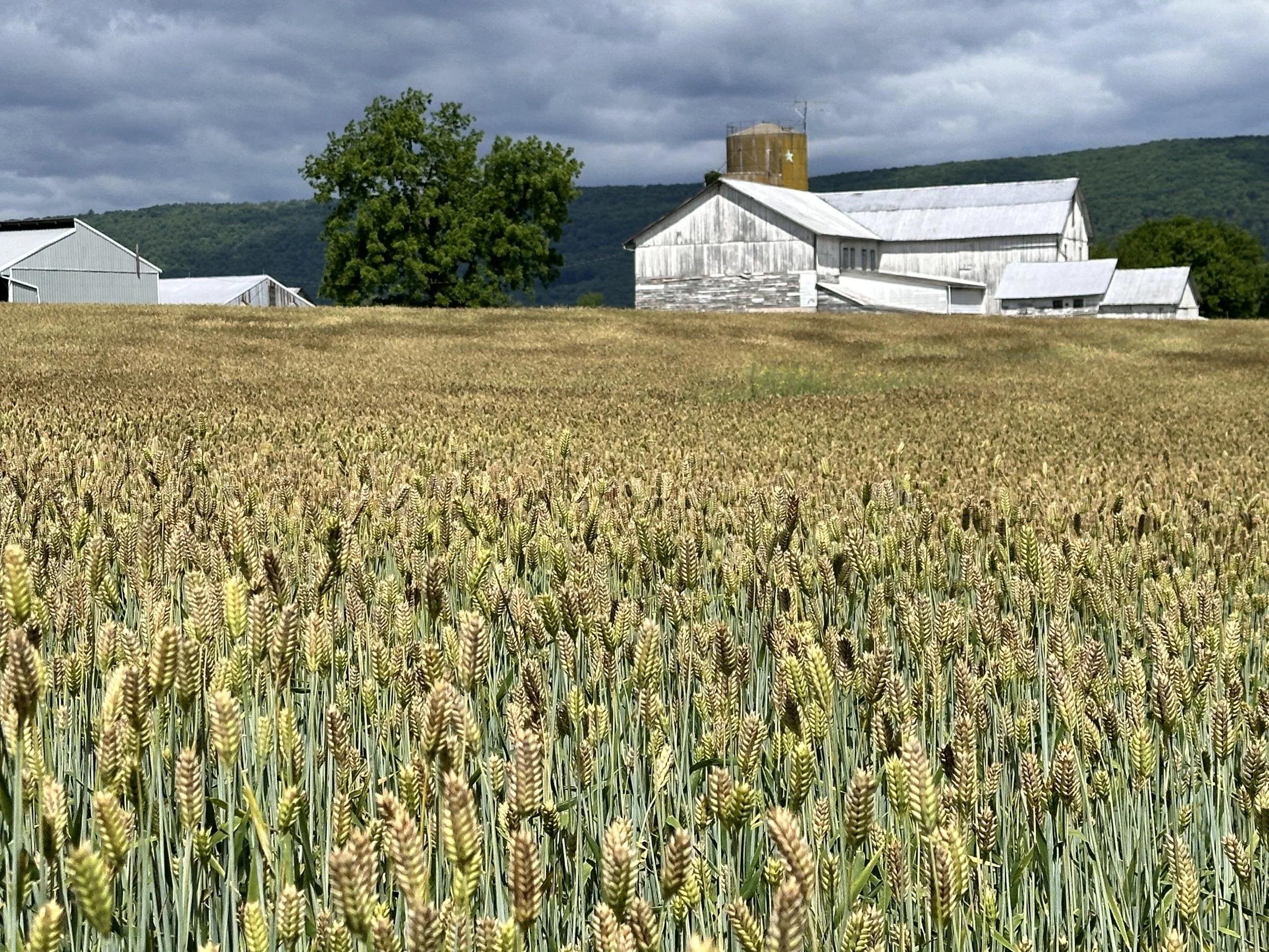 Grain Lamar, PA Photo by Anne