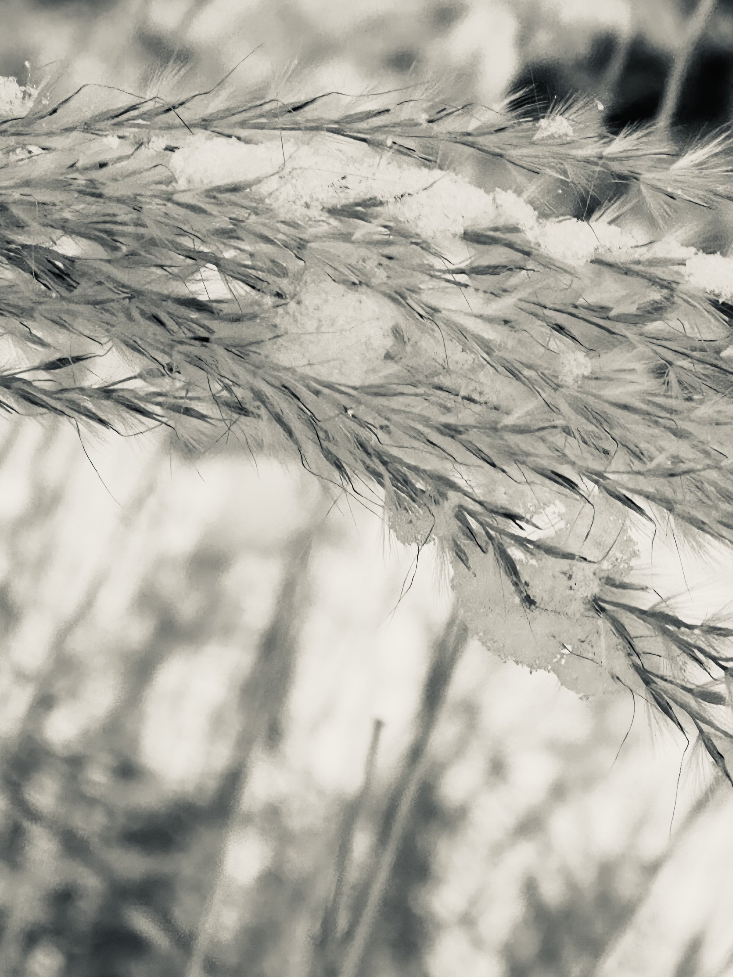 Late December photo by Anne