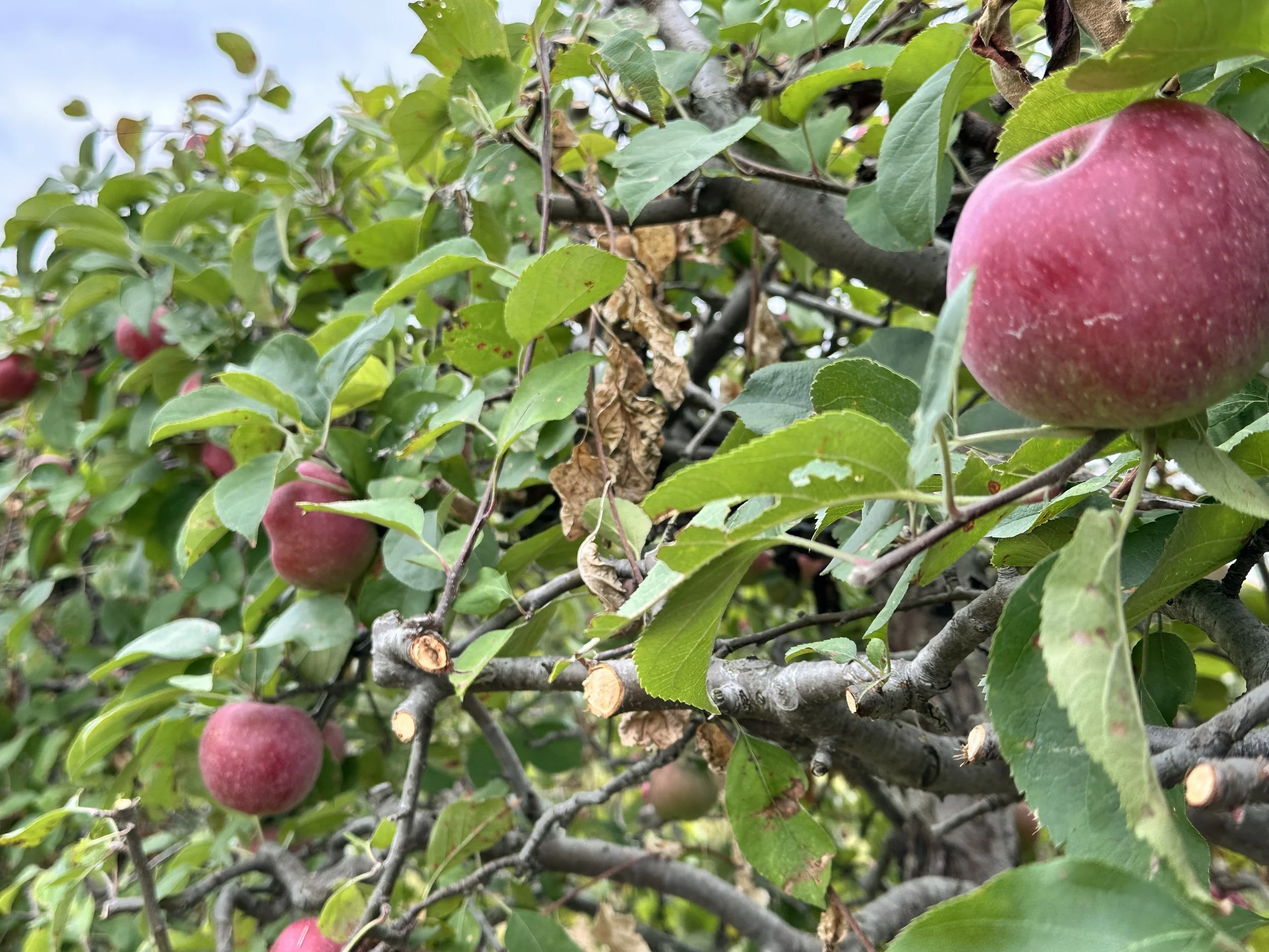 Apples Espalier Photo by Anne