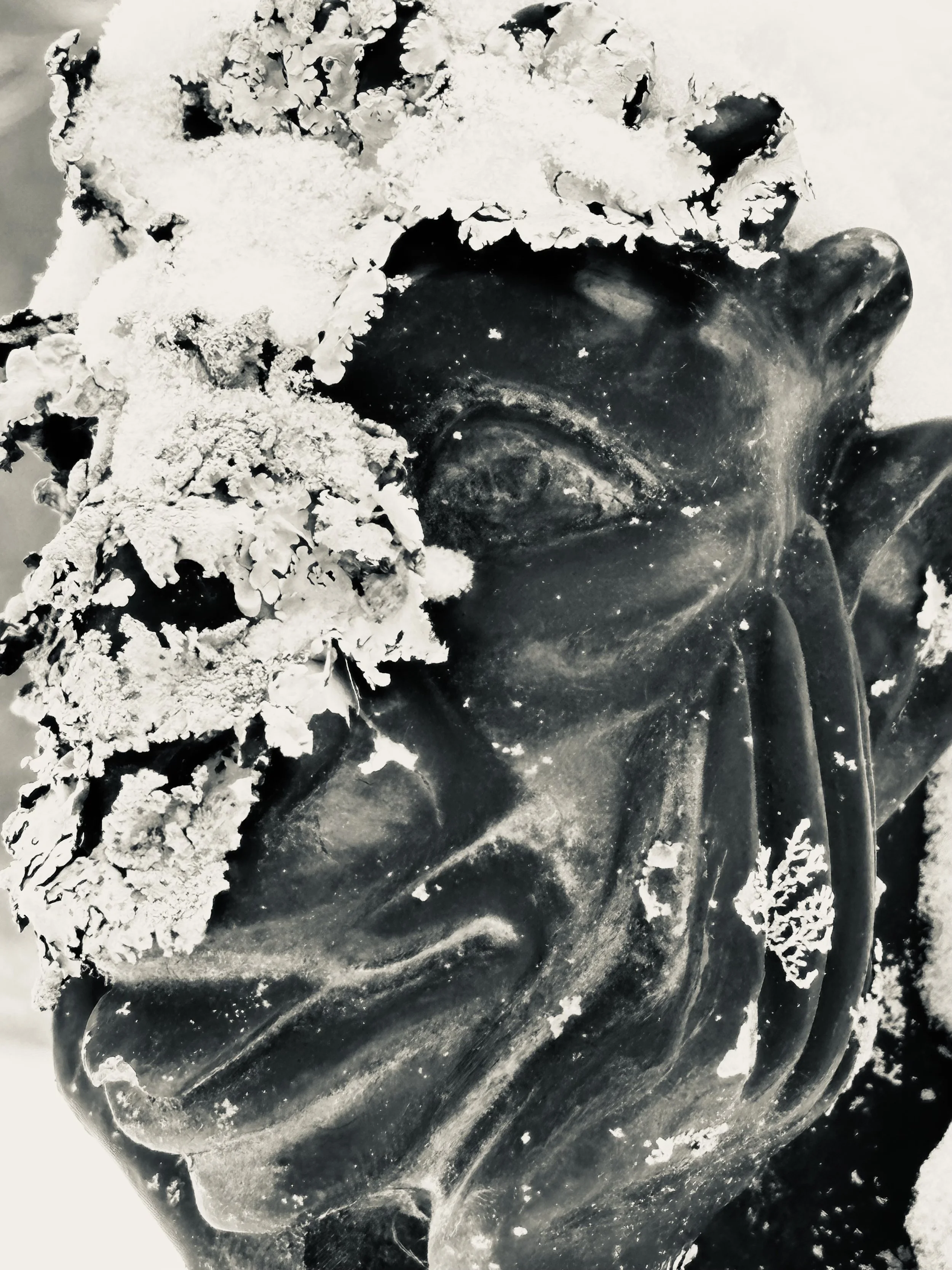 Snow and Lichen photo by Anne