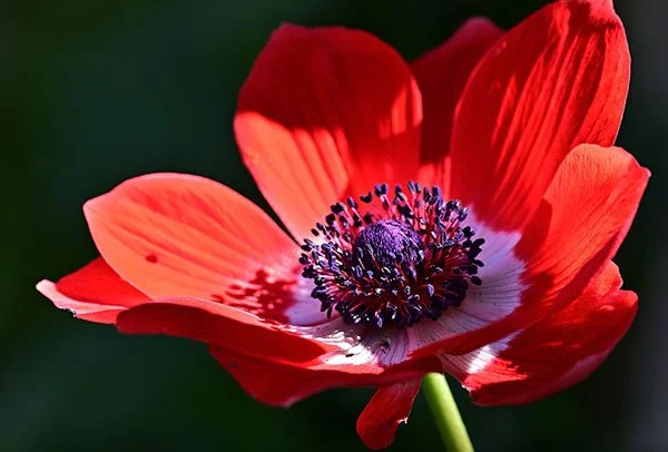 Anemone flower