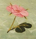 Rose floating in air