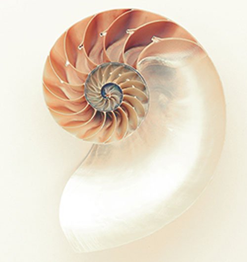Shell showing sacred geometry