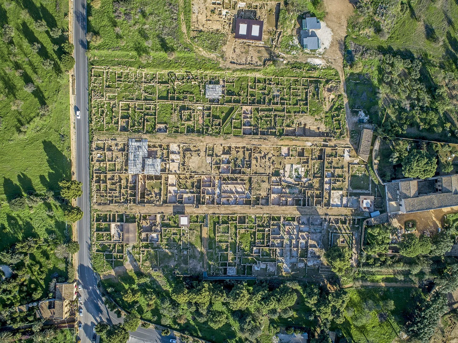 pianta .jpg