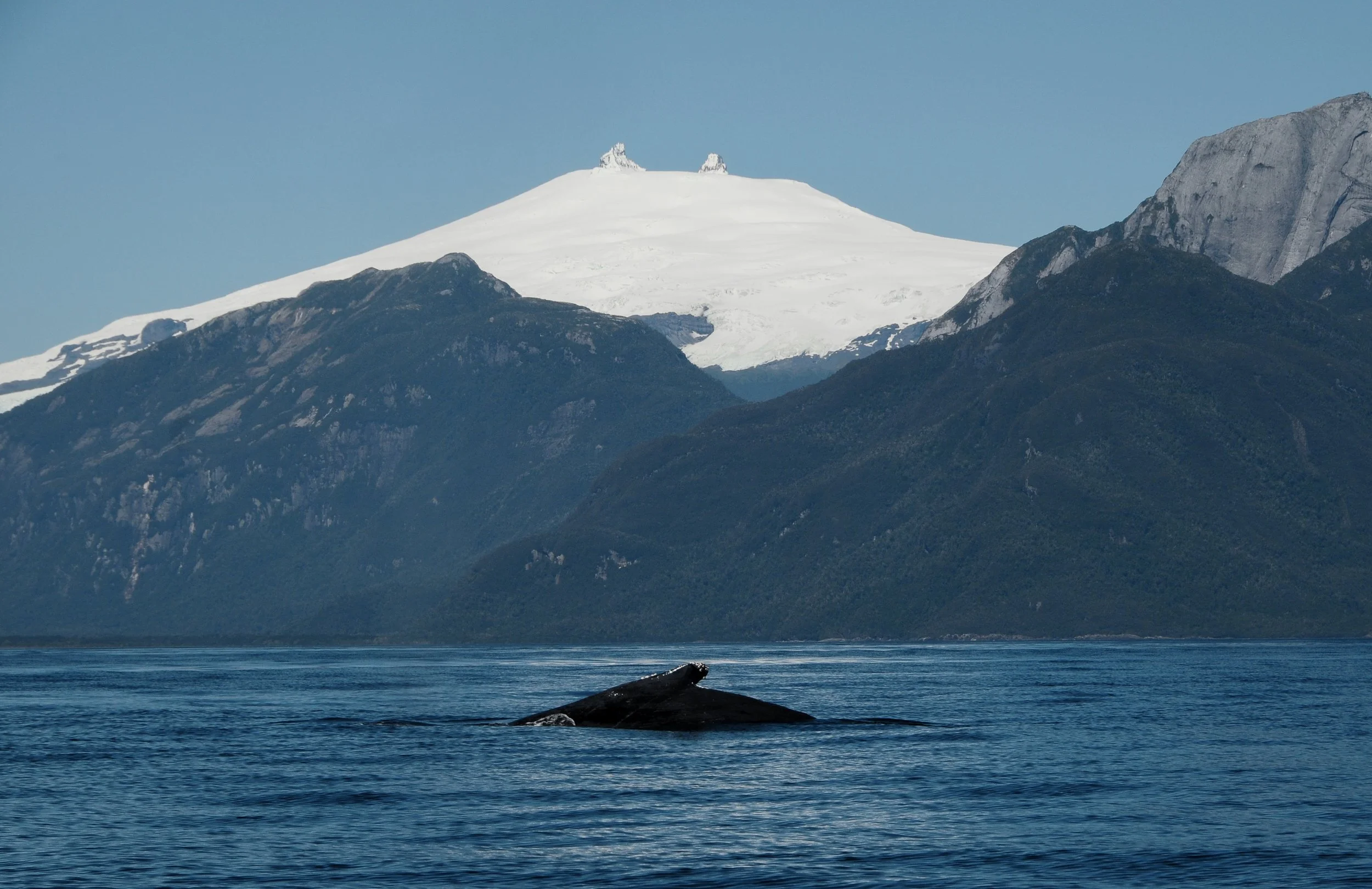 Investigaciones — Reserva Añihue