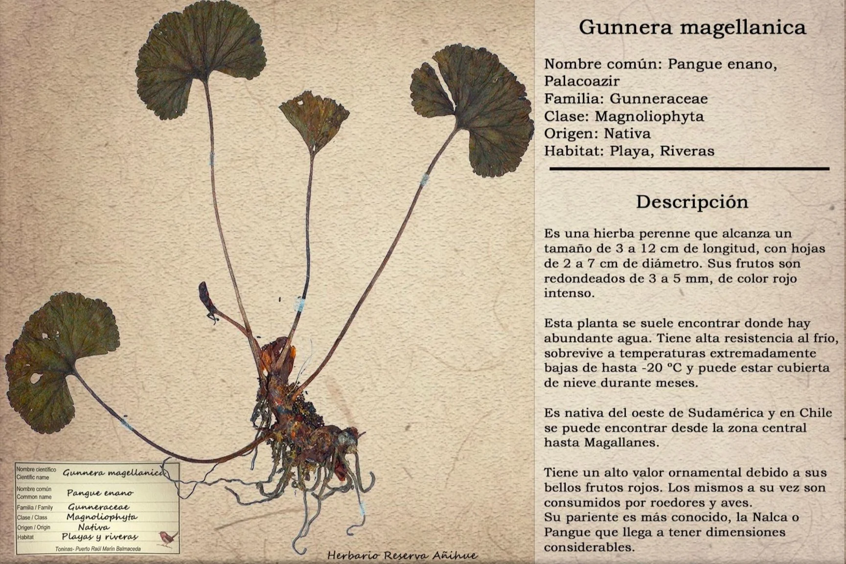 Descargables info — Reserva Añihue