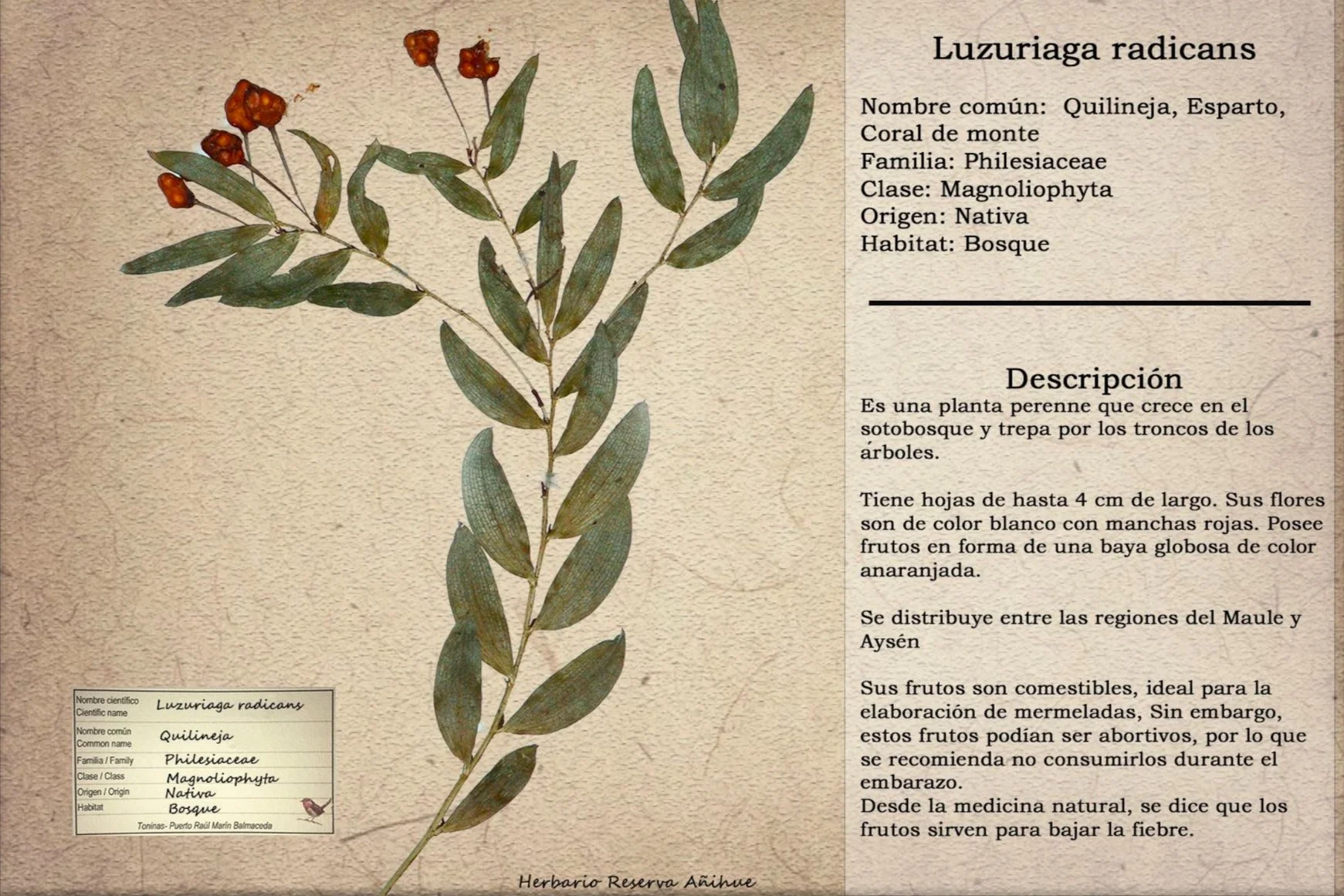 Descargables info — Reserva Añihue