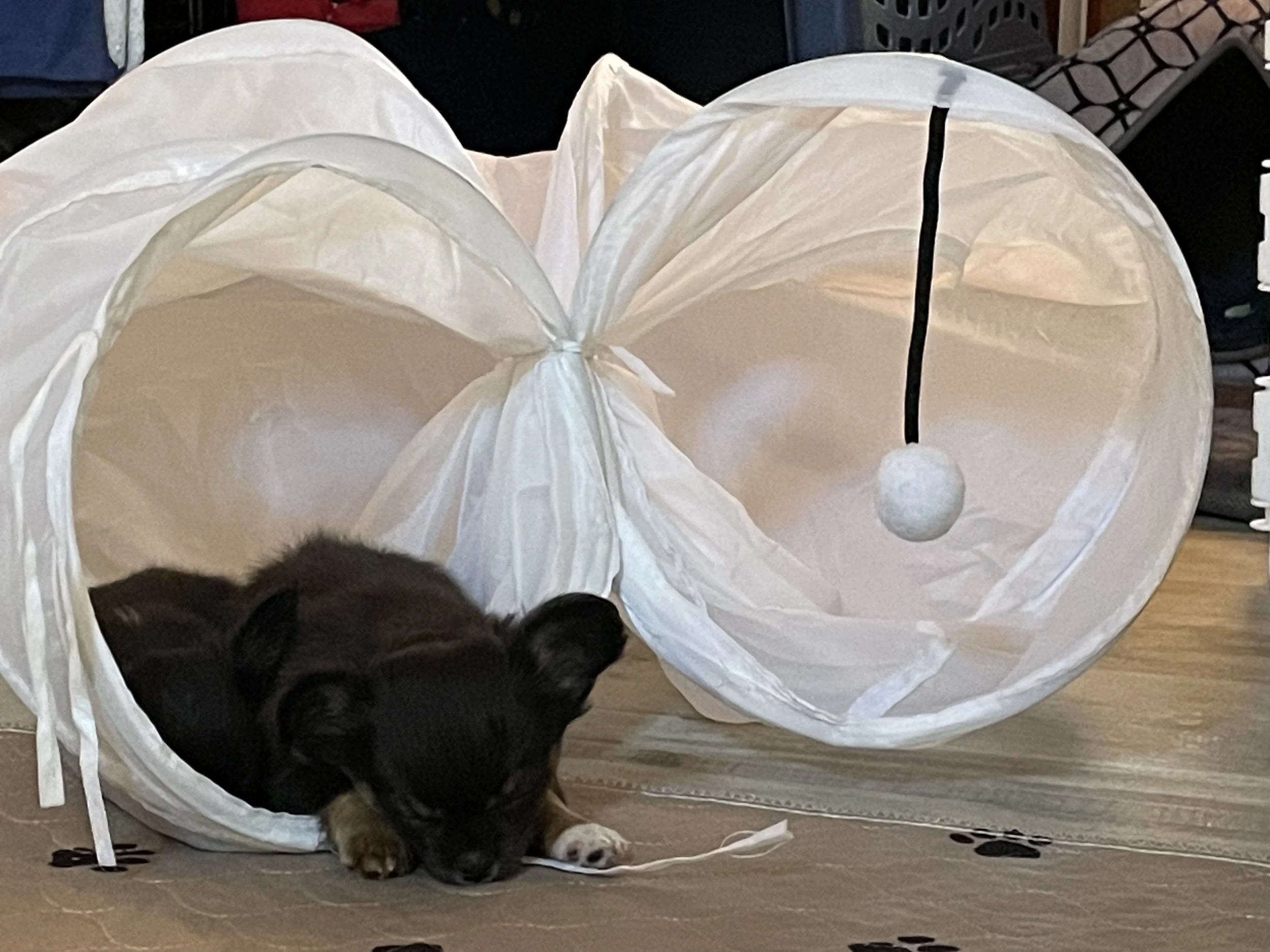 Sleeping in the new toy