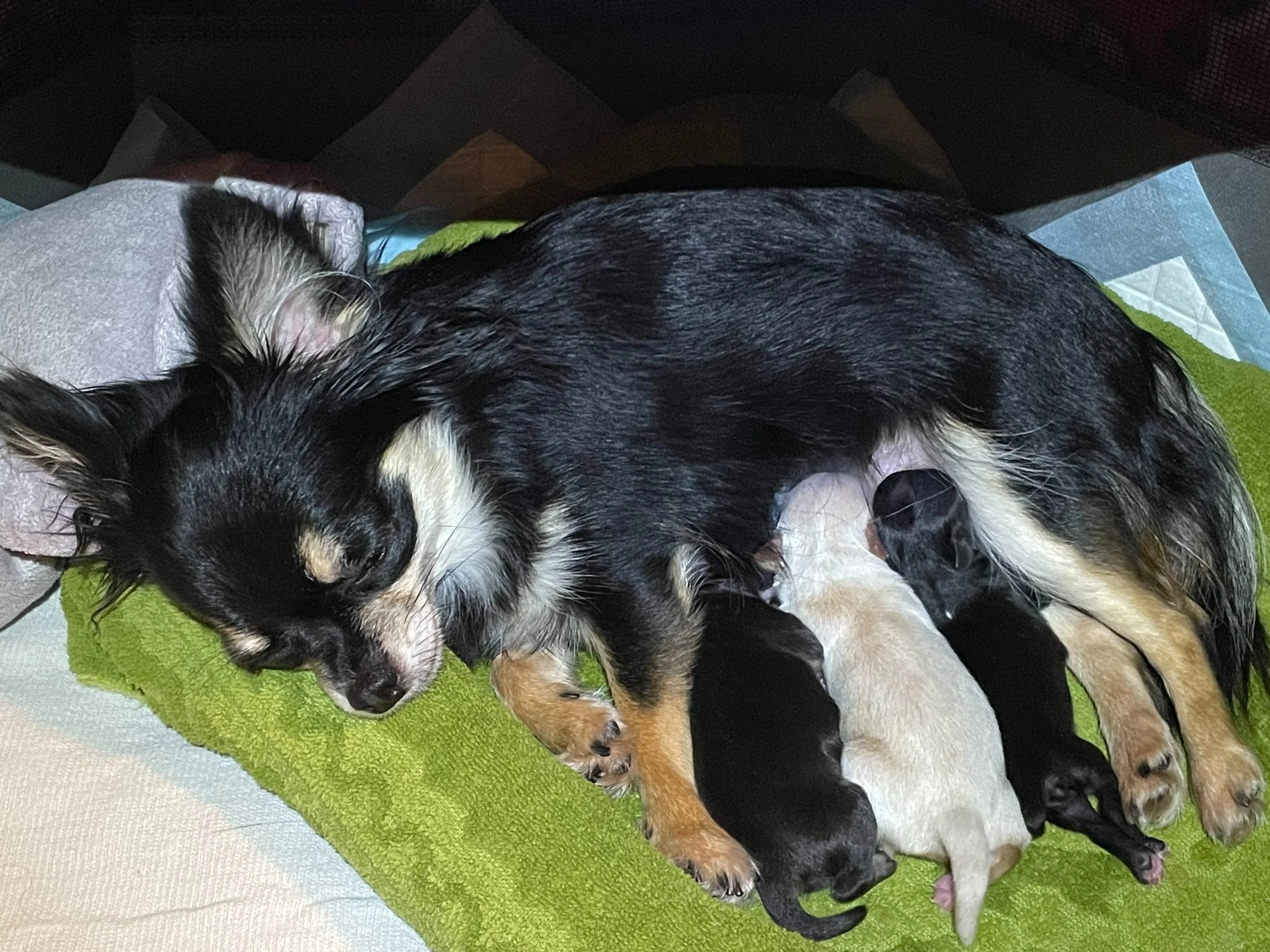 Happy Family
