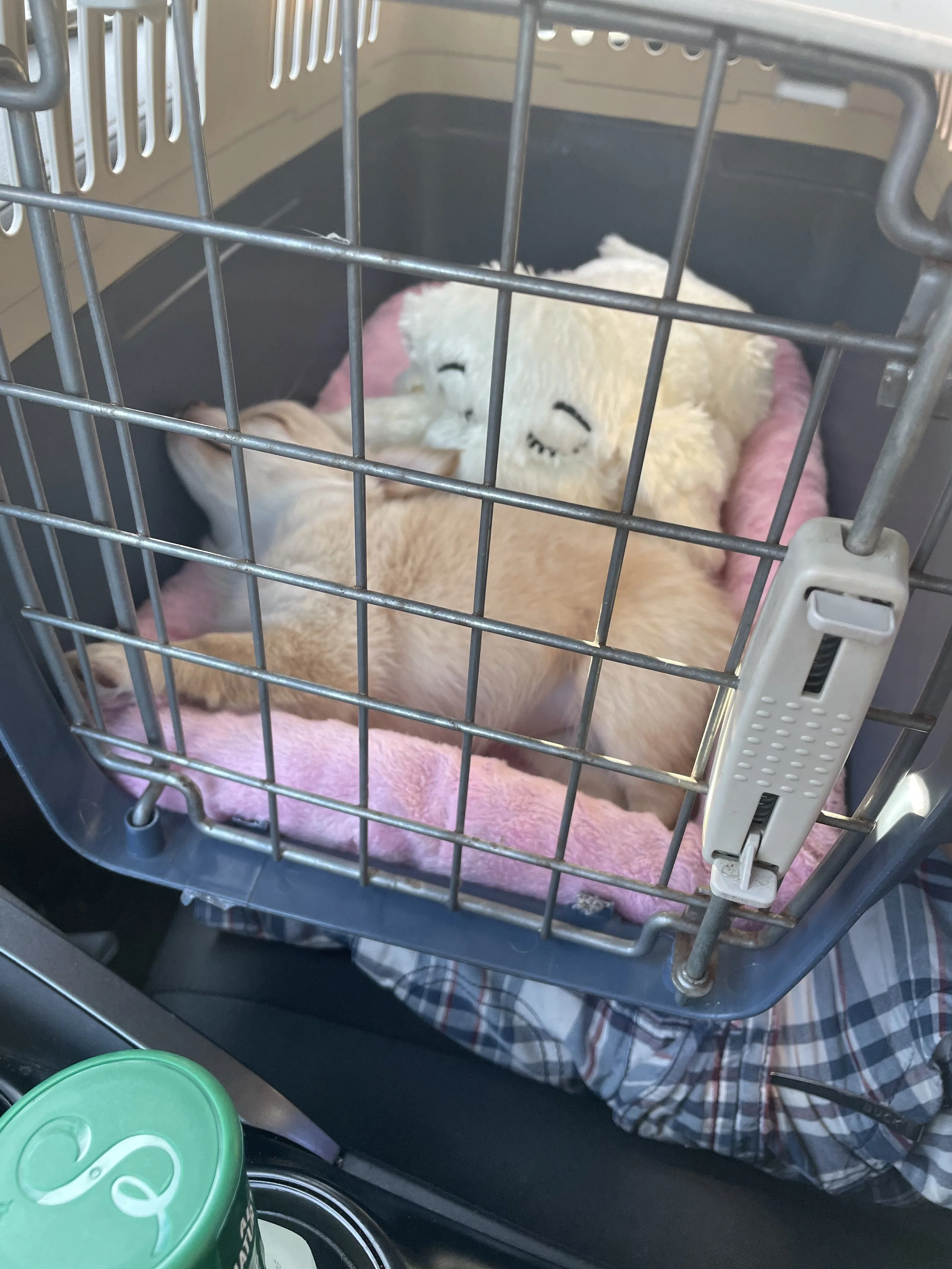 Riding in the car