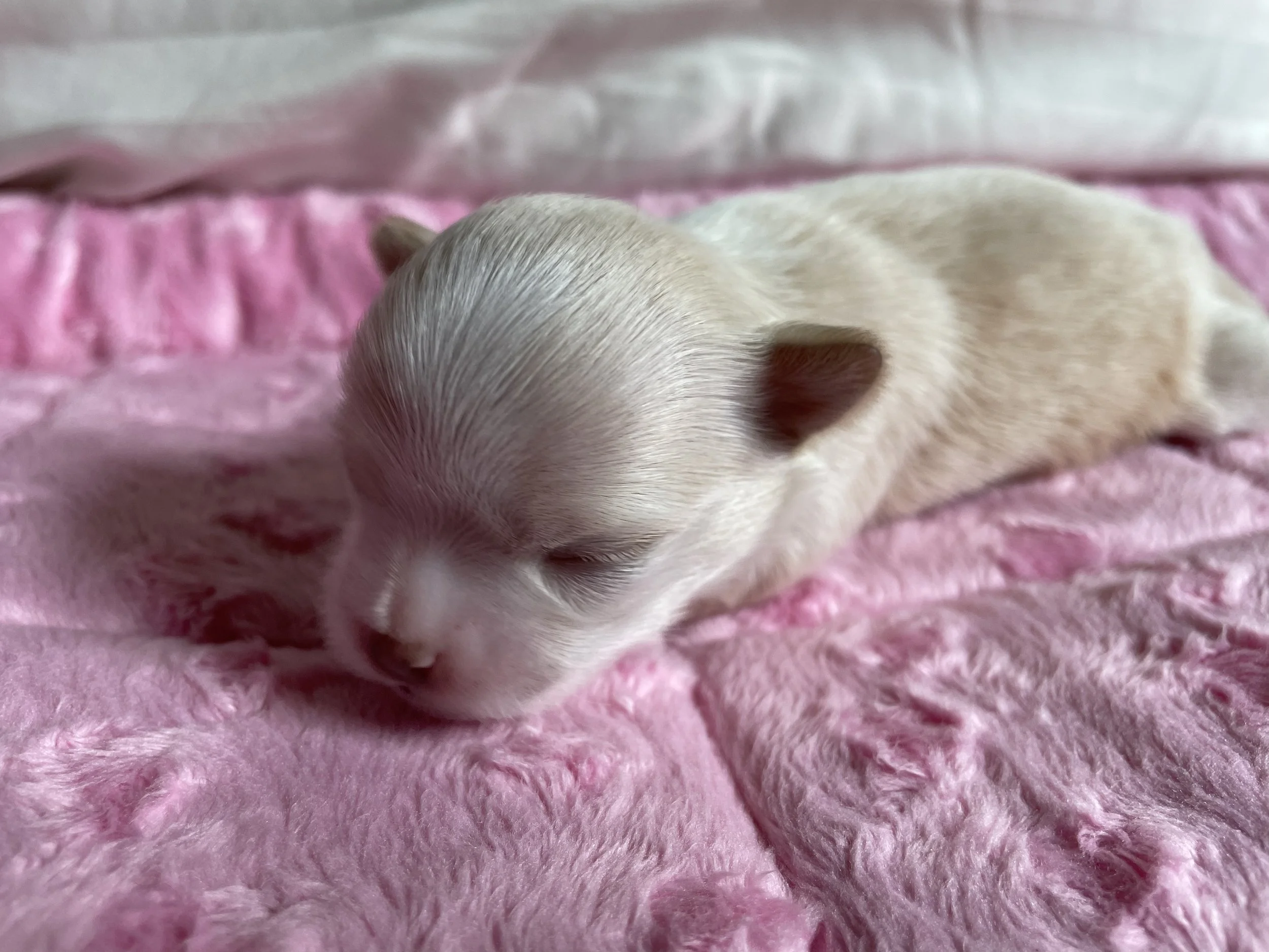 Baby girl's newborn photoshoot