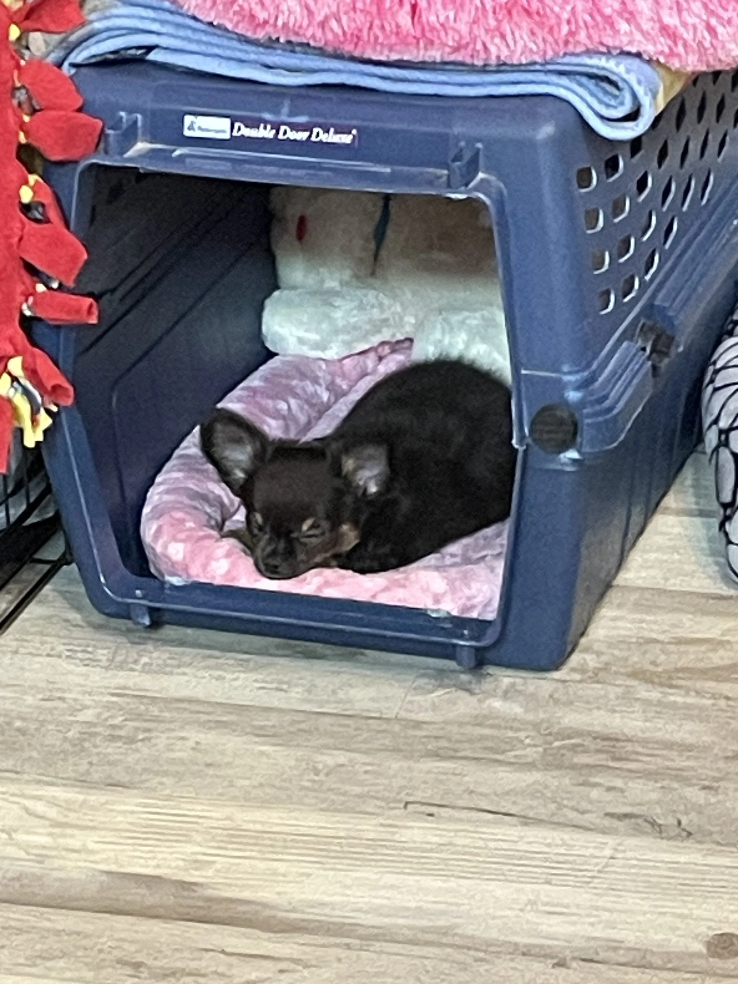 They really prefer the kennel by this age