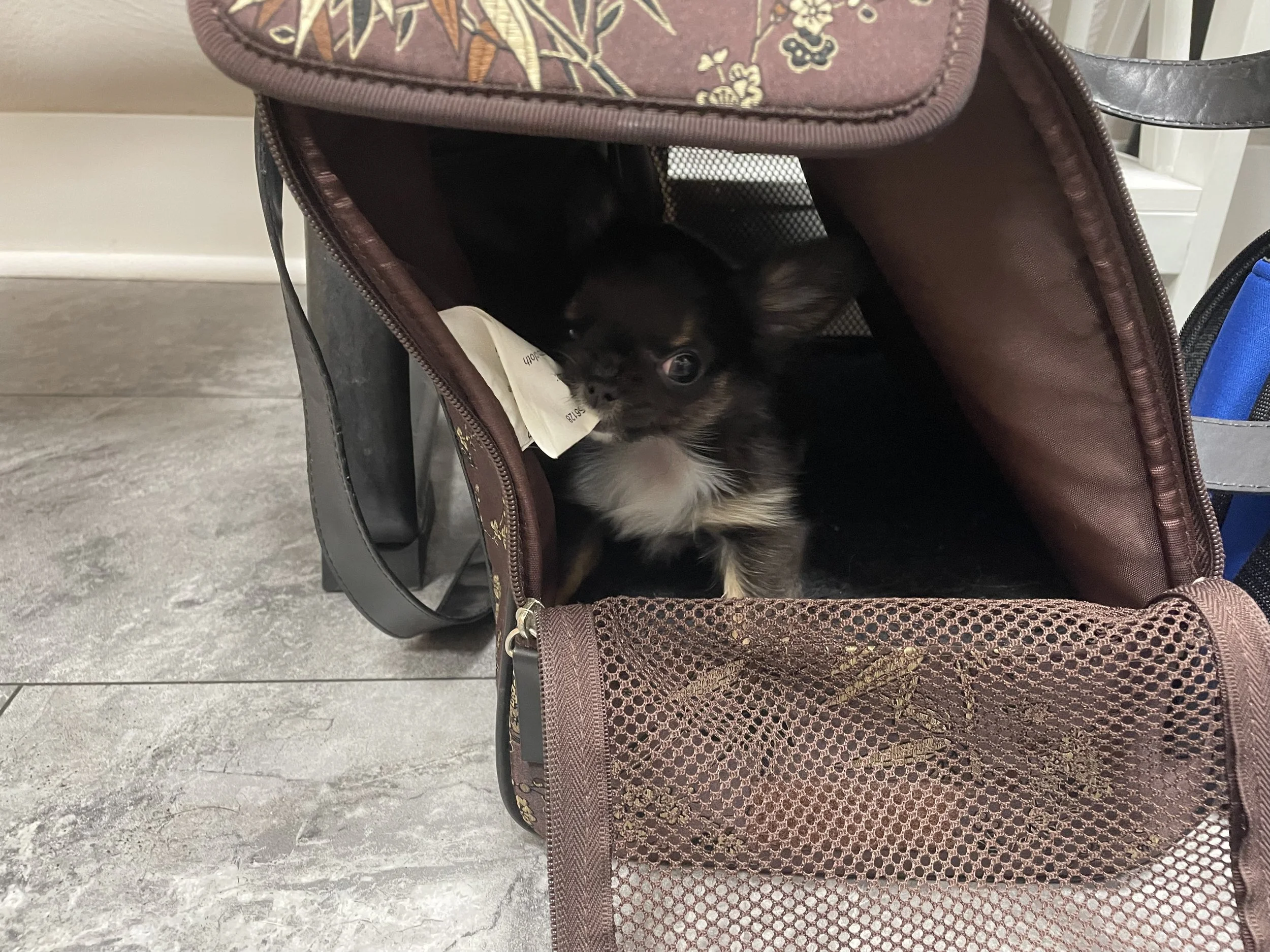 Chilling at the vet. I love tags!