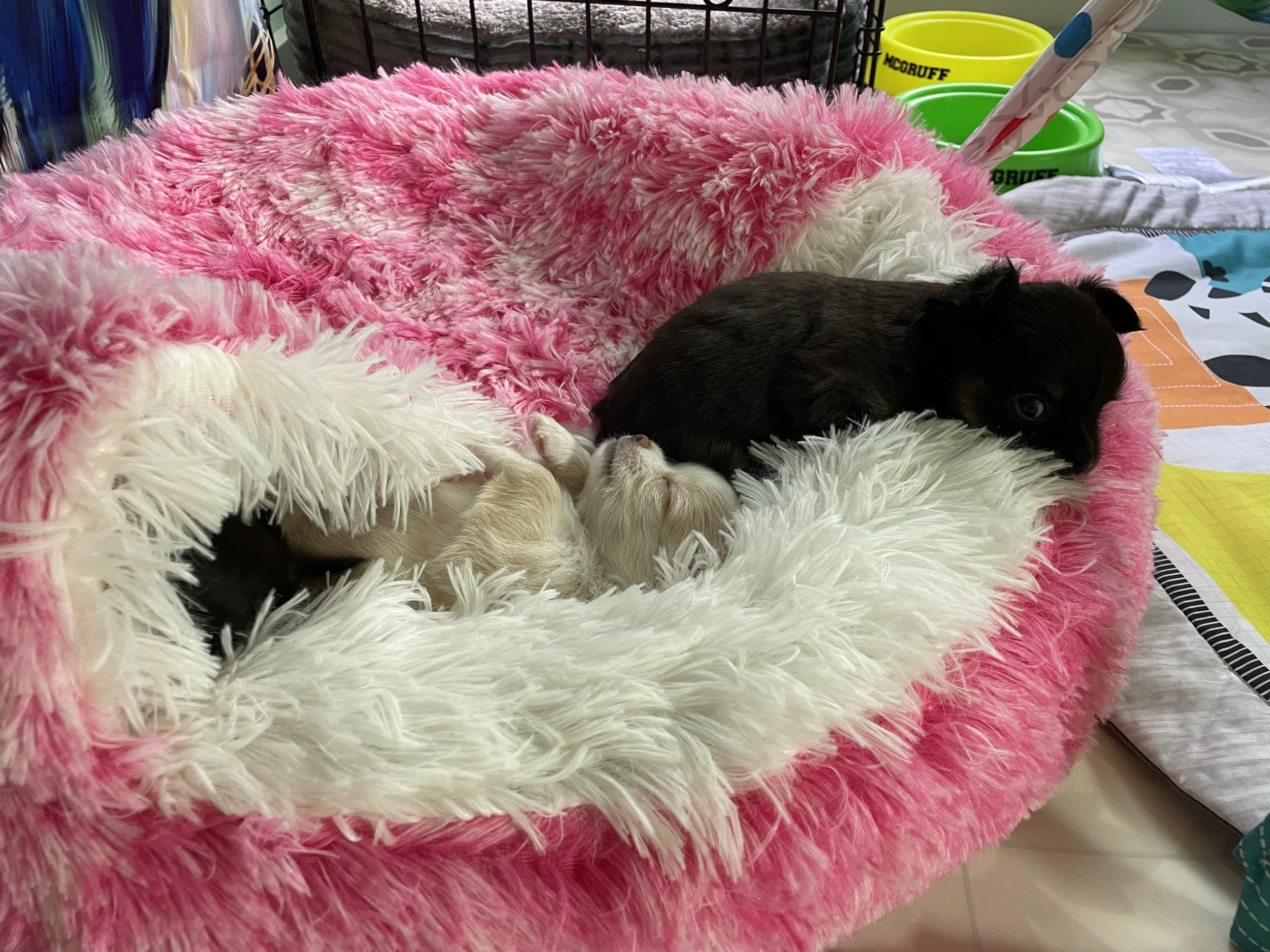 Nap time in a new bed