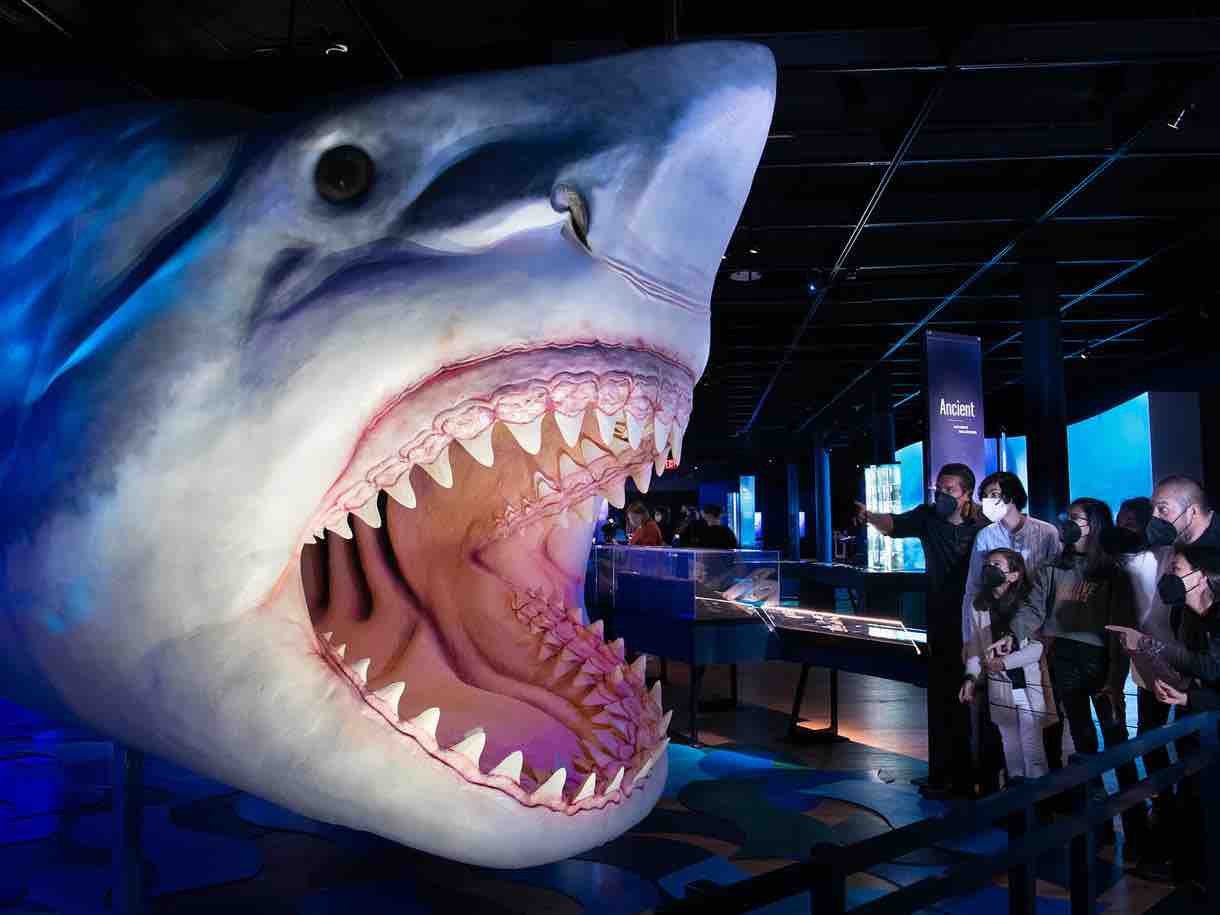 Sharks at the American Museum of Natural History, large scale exhibition sound design.