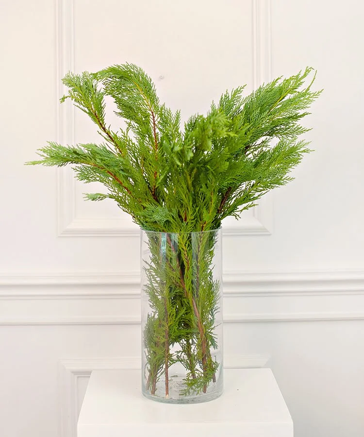 Evergreen Bunch