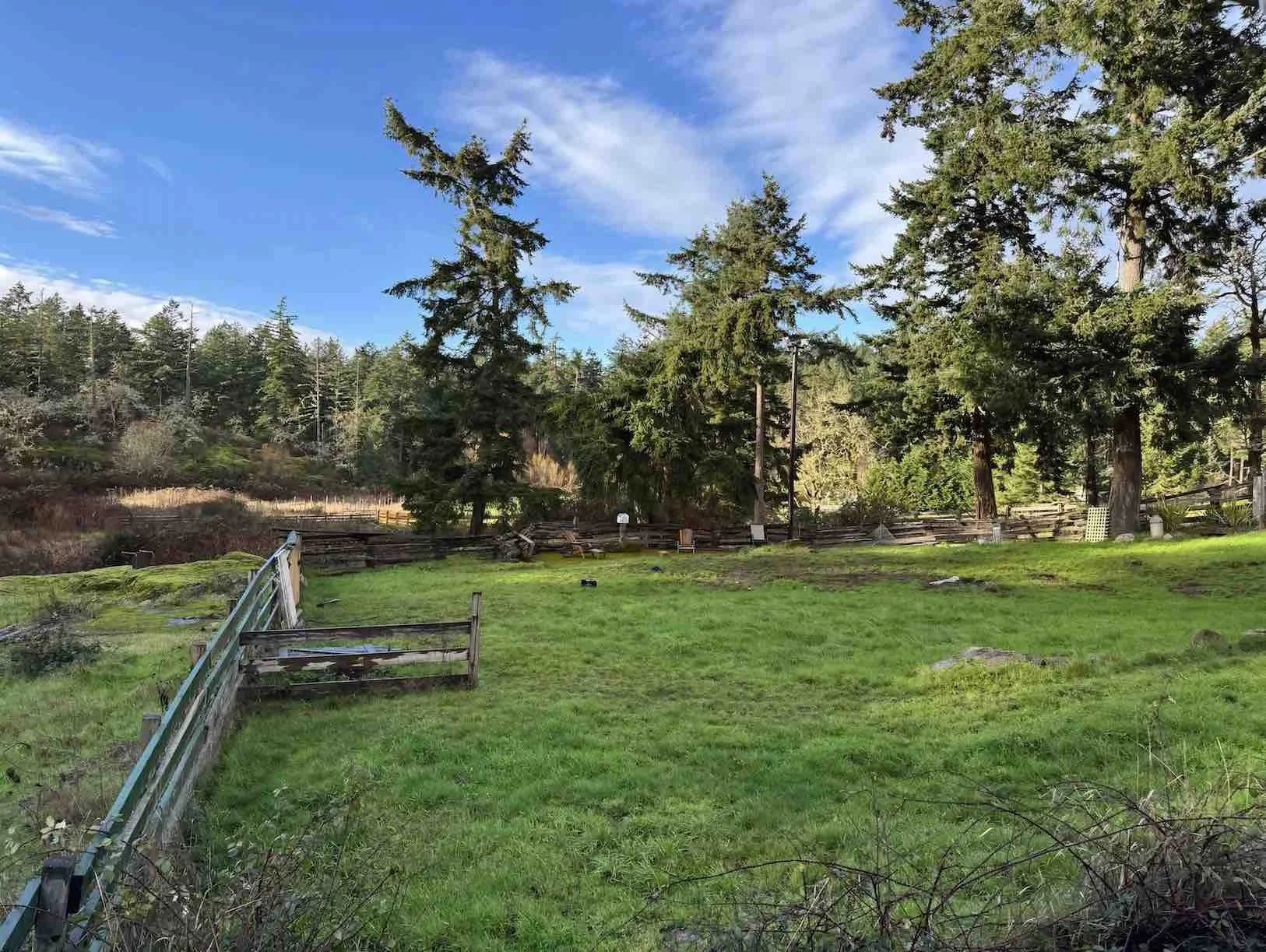 A grassy backyard with a wooden fence and tall pine trees under a partly cloudy blue sky.