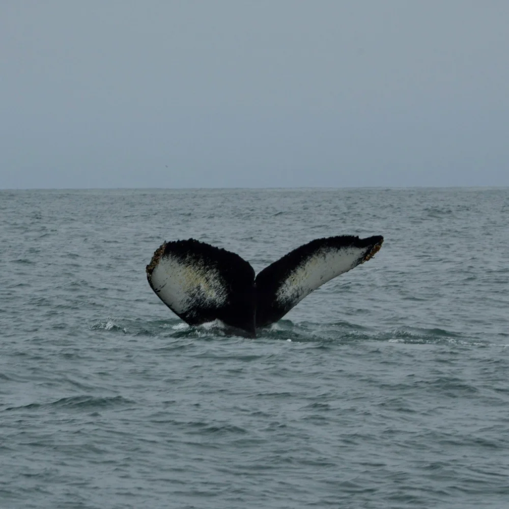 Humpback whale fluke