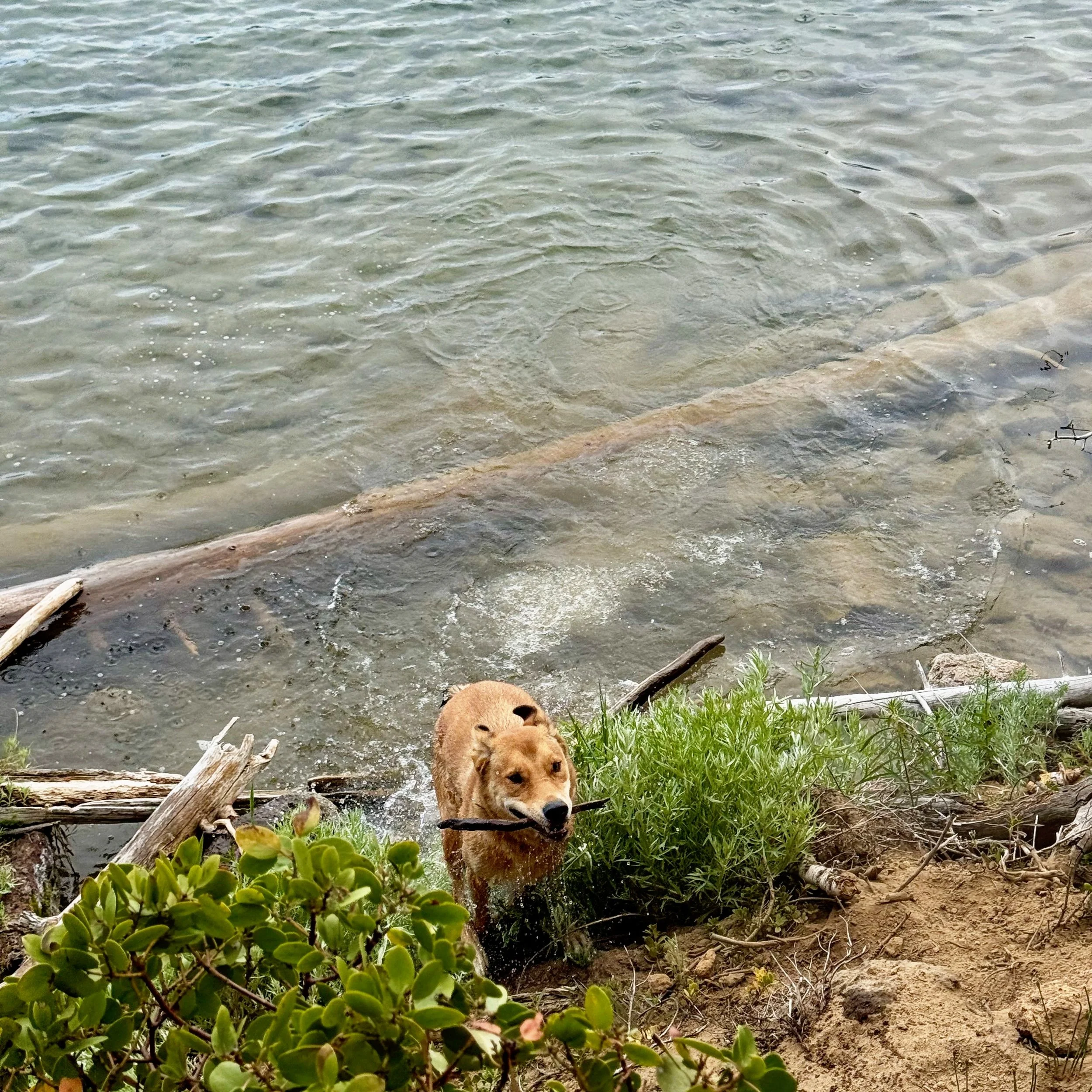 Linus playing in Paulina Lake