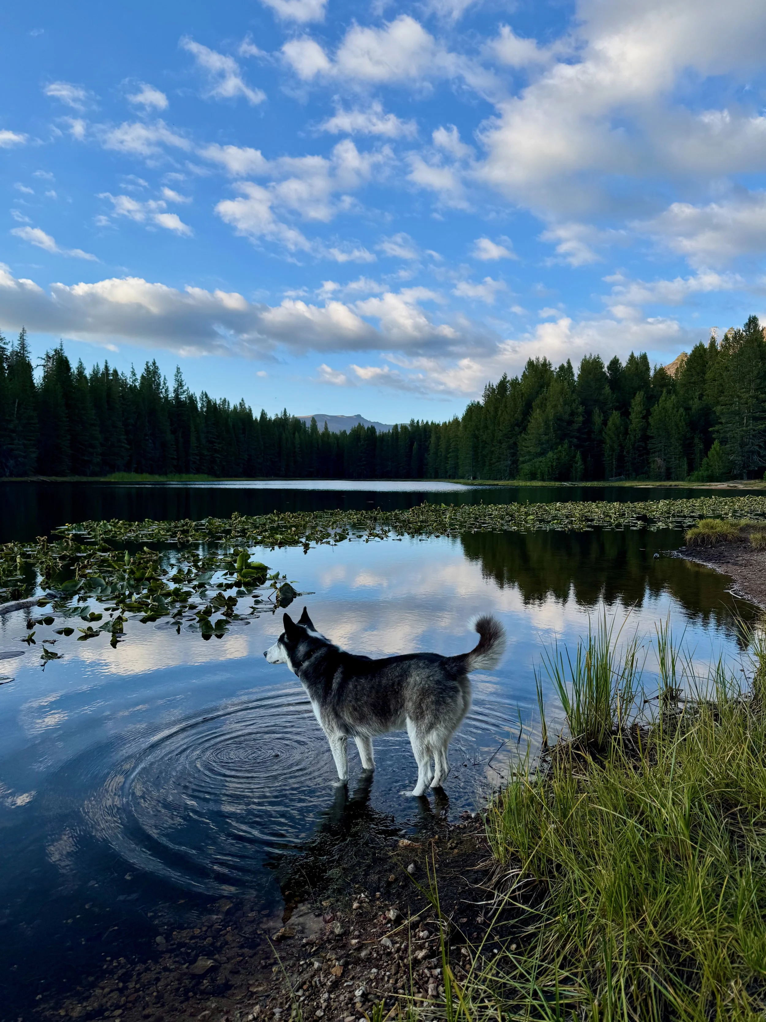Luna at Elephant Lake