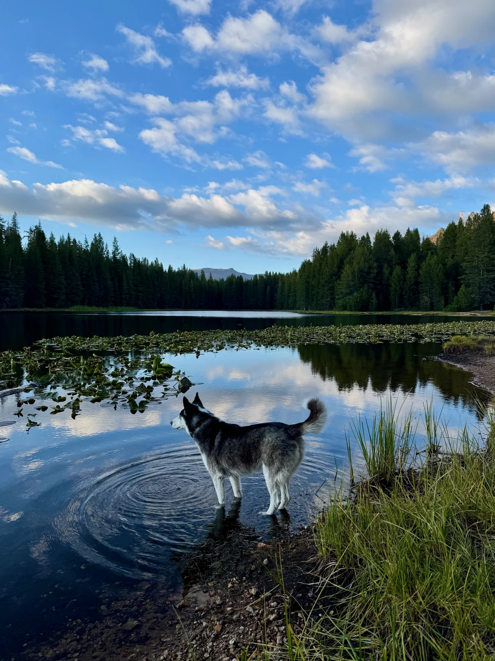 Luna at Elephant Lake
