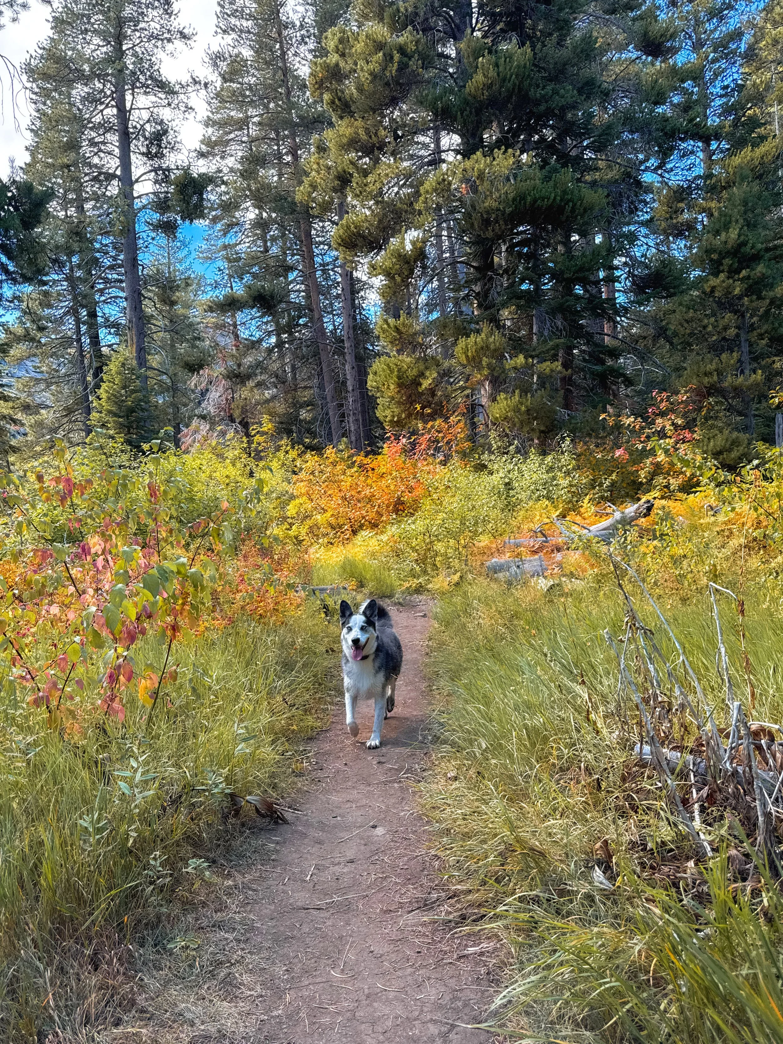 Luna enjoying some fall colors