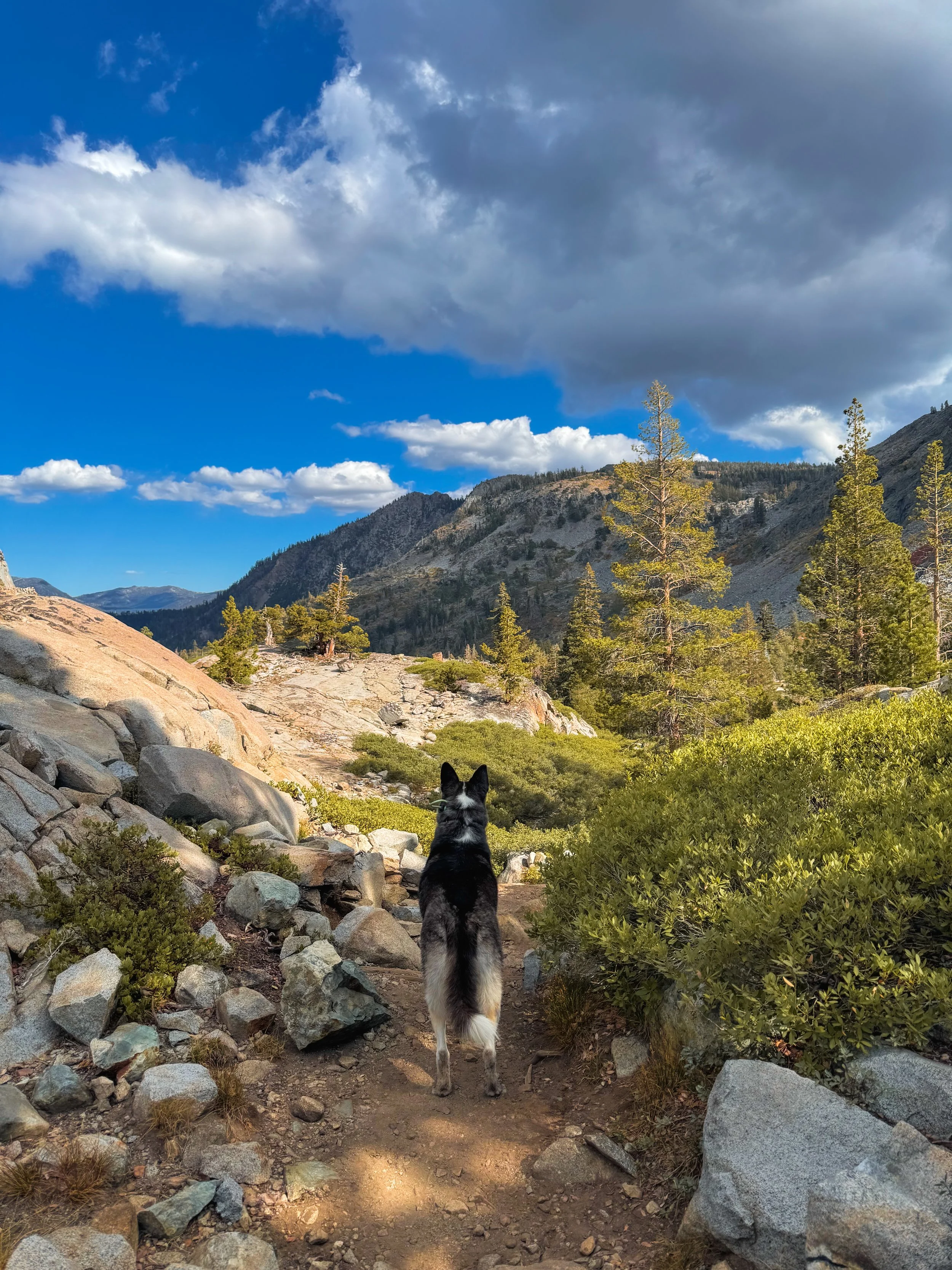 Luna enjoying the view