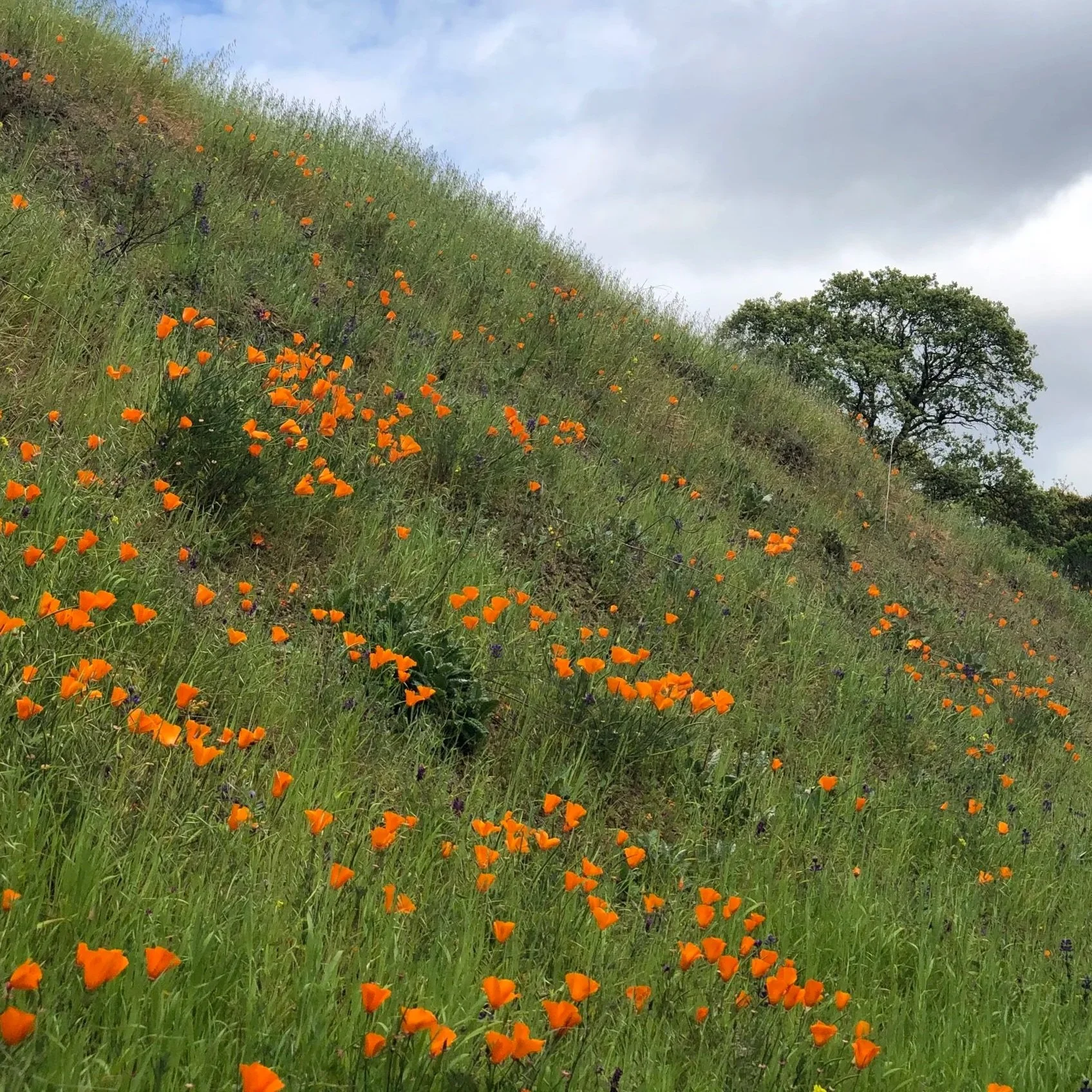 California poppies