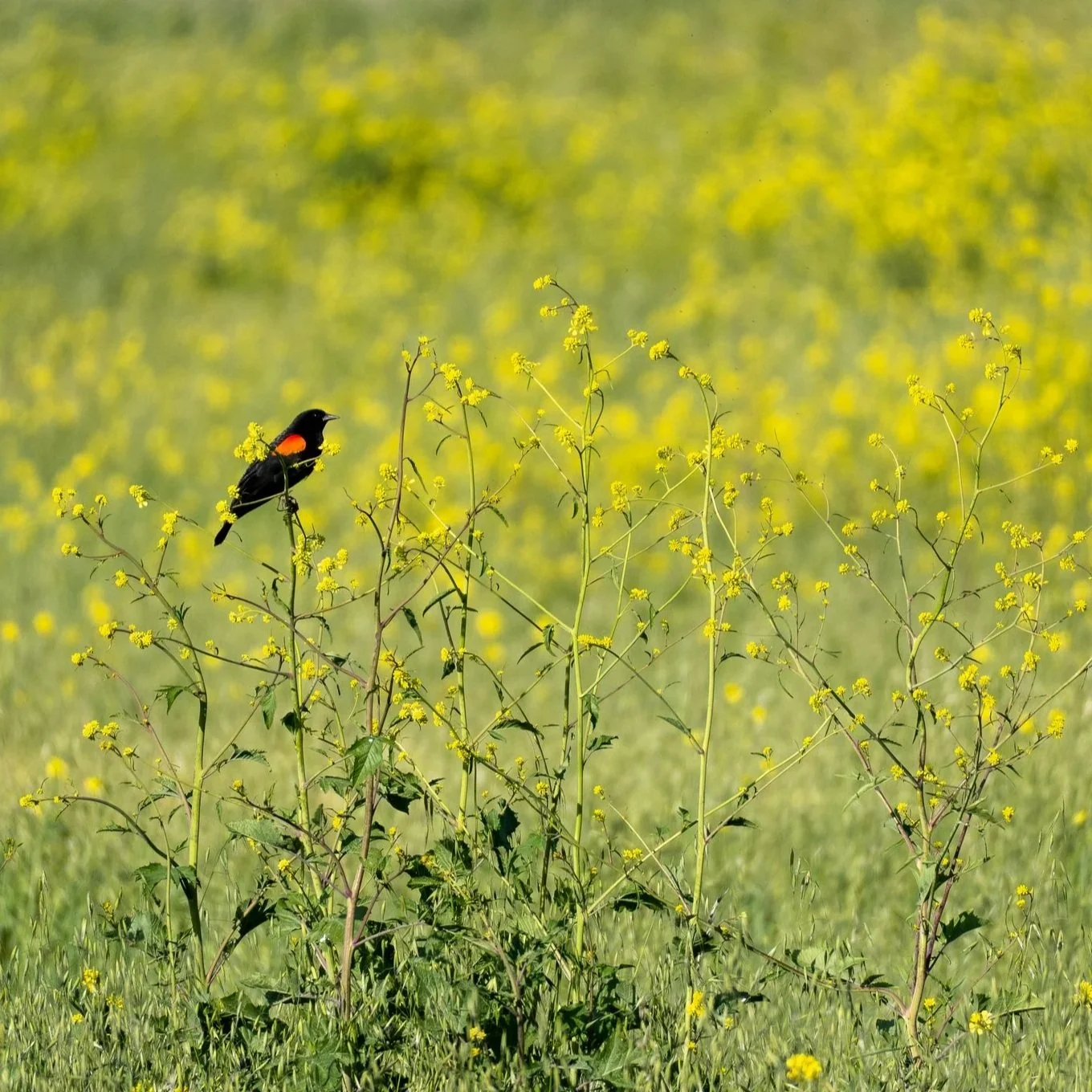 Red winged blackbird in a field of yellow