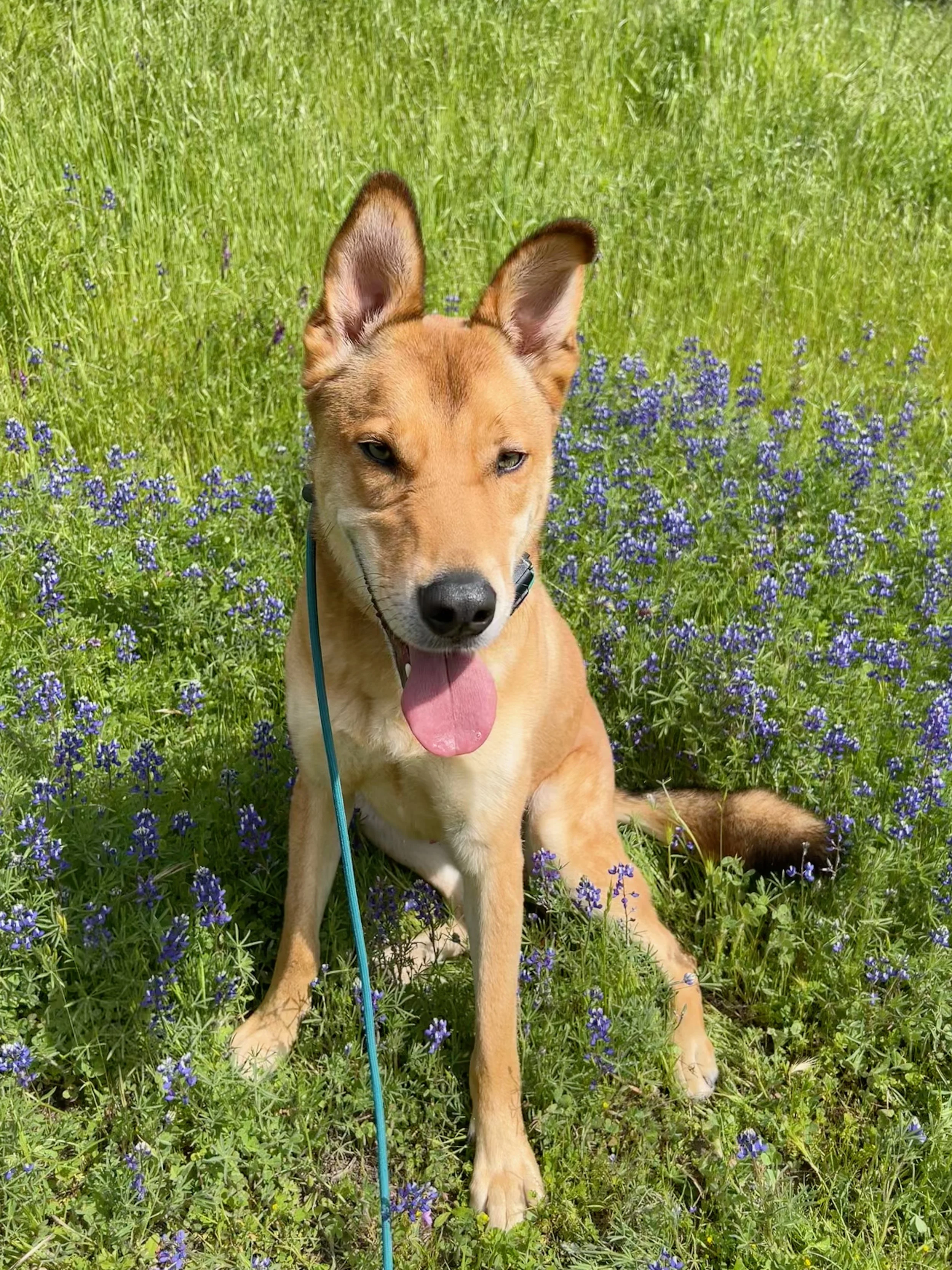 Linus in the wildflowers