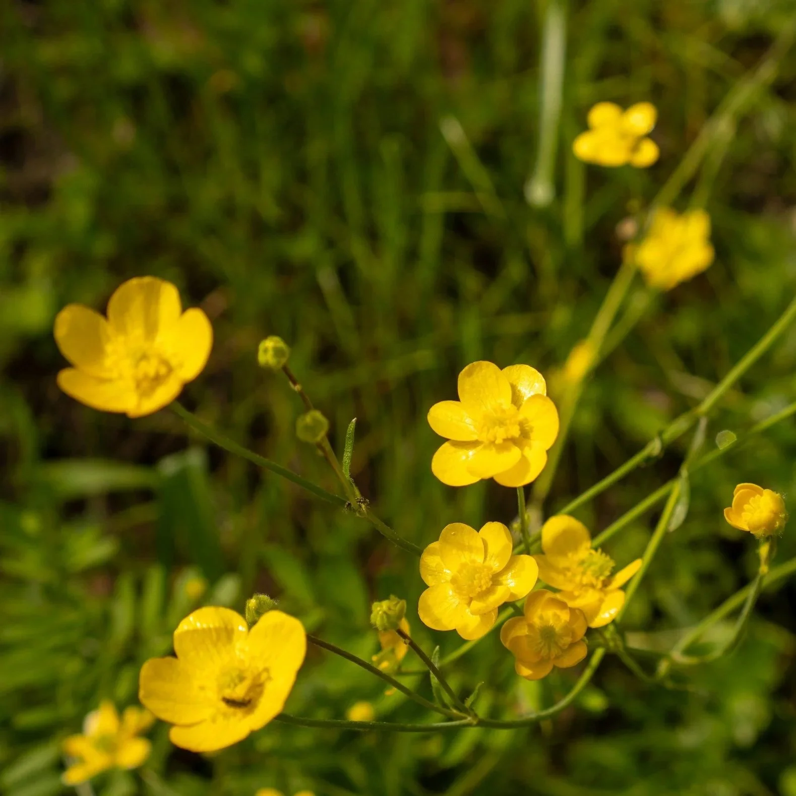 Buttercups