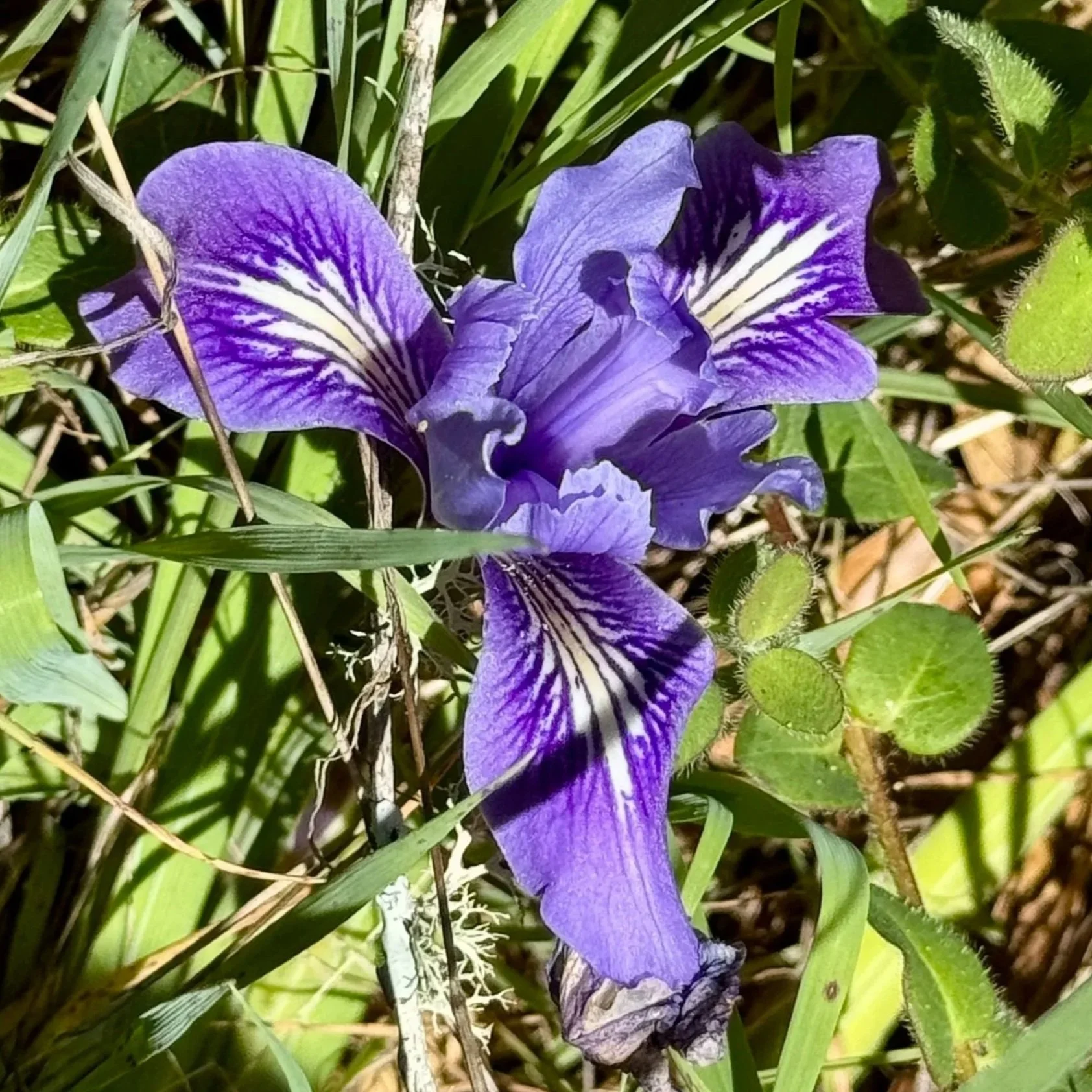 Douglas iris
