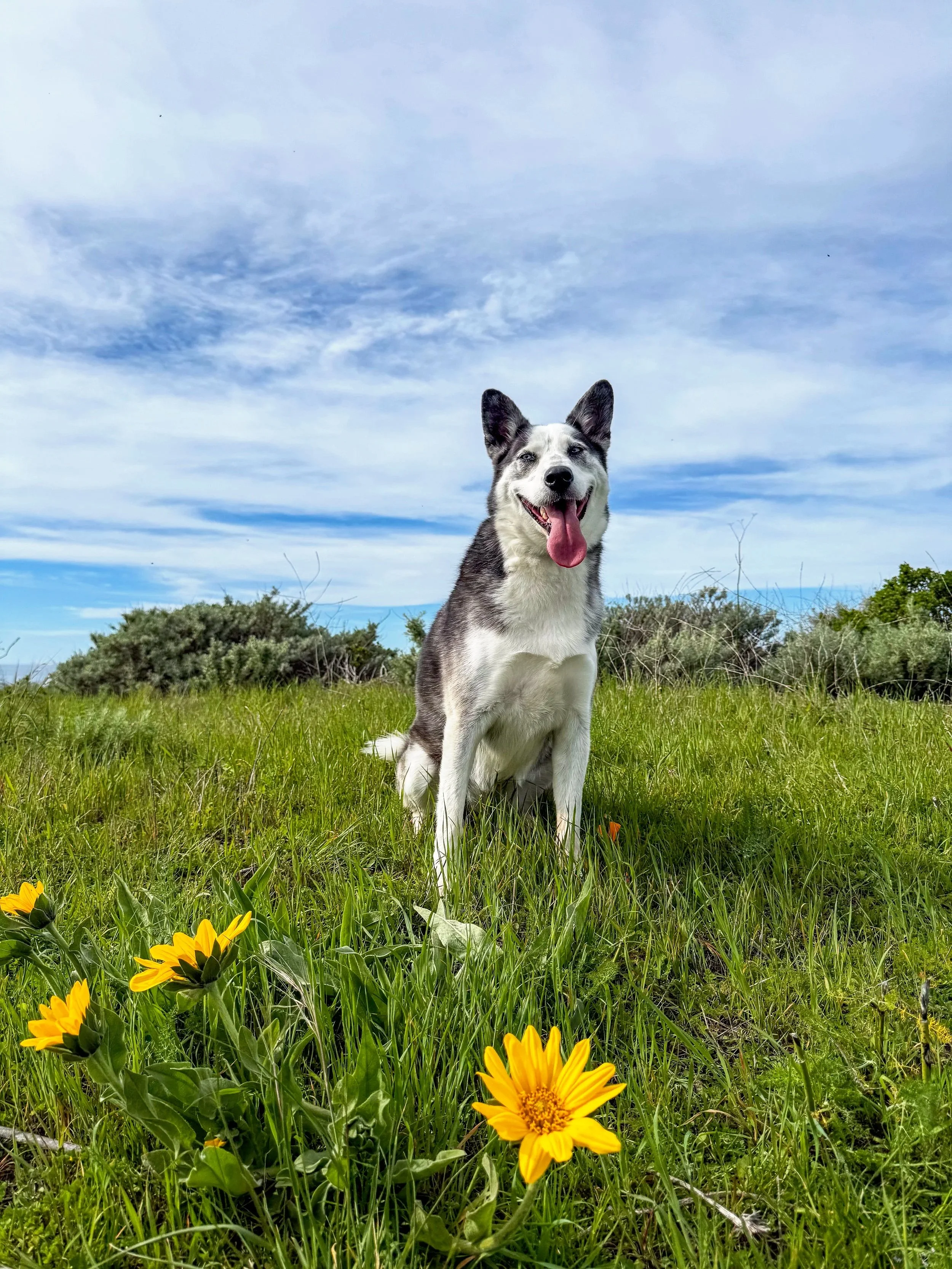 Luna at Sweeney Ridge