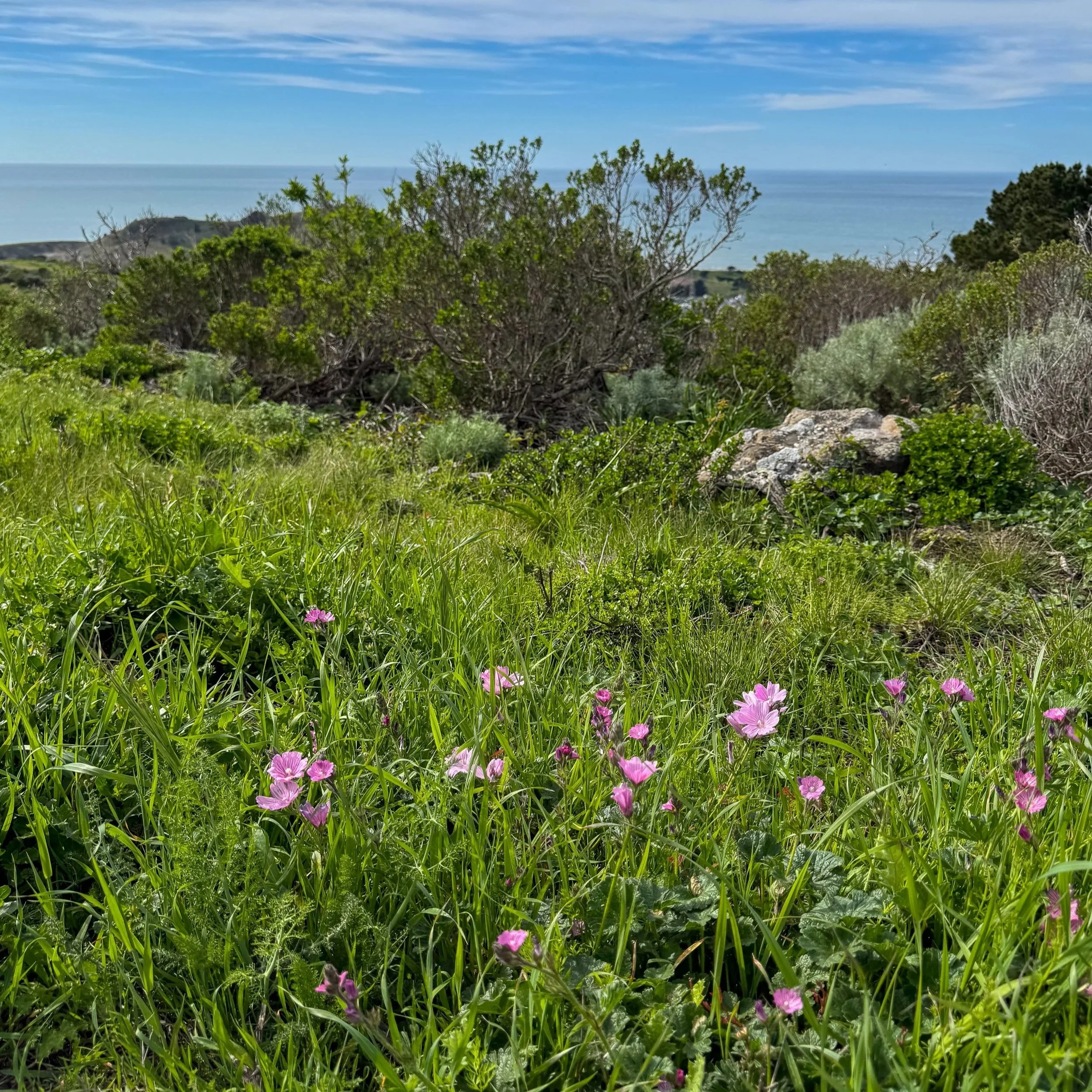 Wildflowers with an ocean view