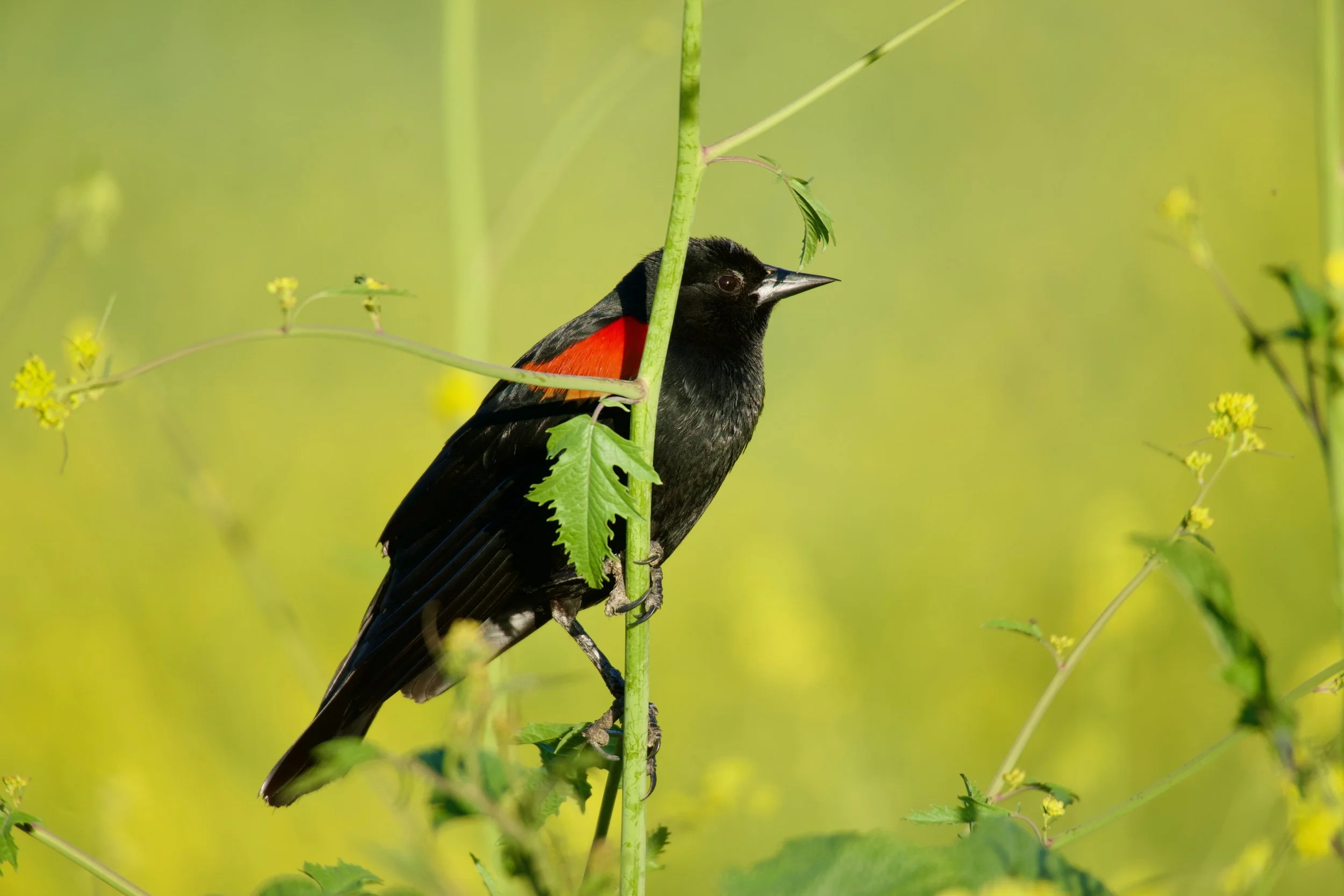 Dog-Friendly Wildflower Adventures in Northern California