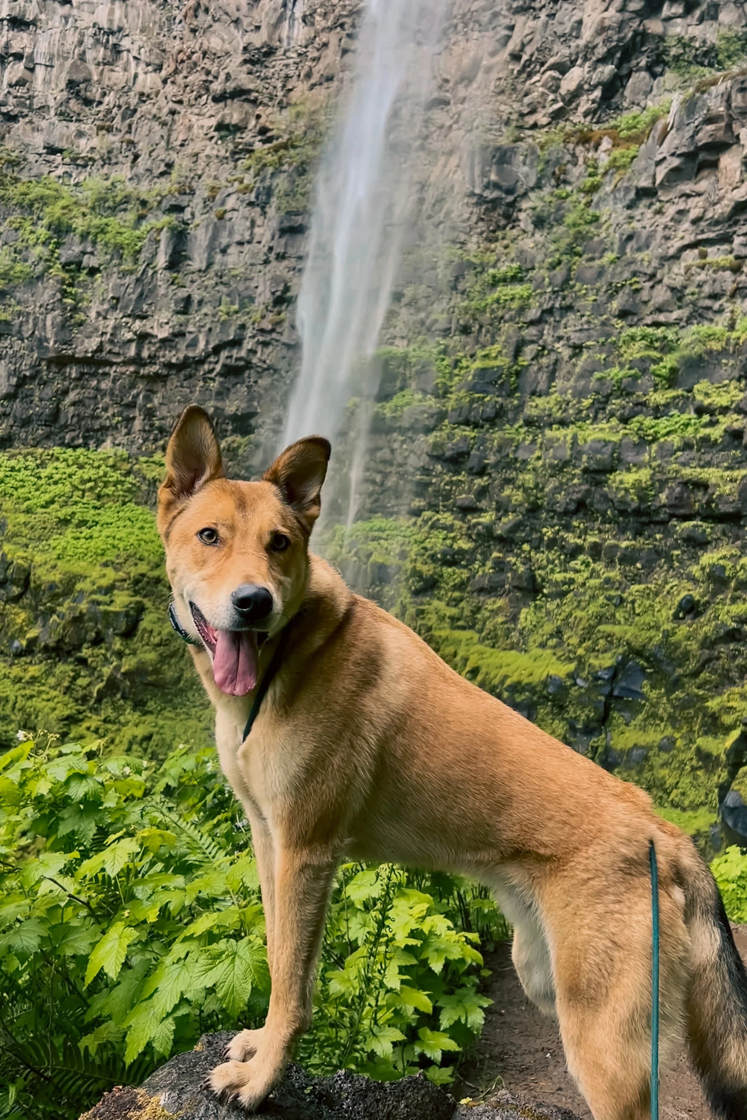 Linus at Watson Falls