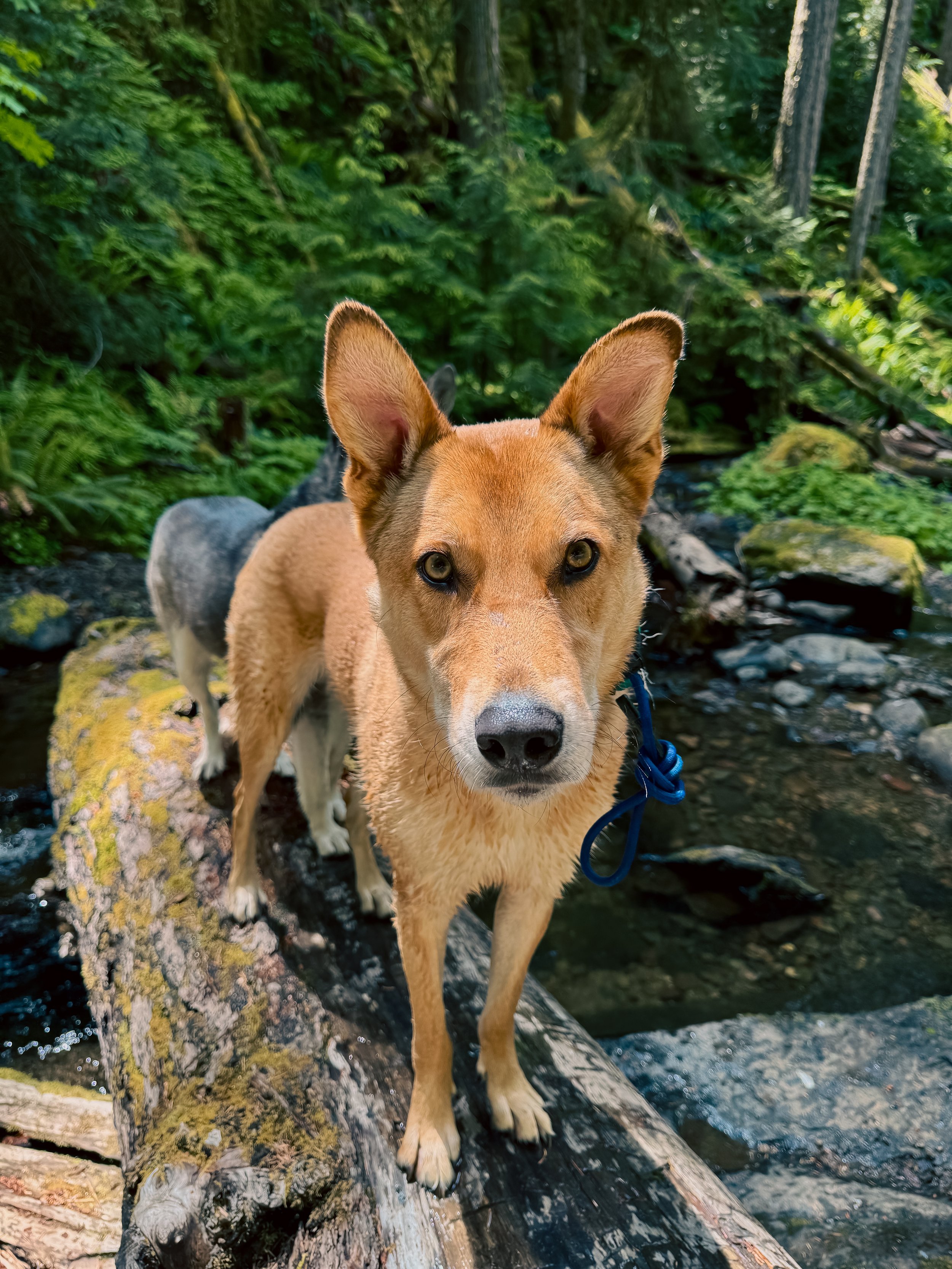 Linus at Hemlock Falls