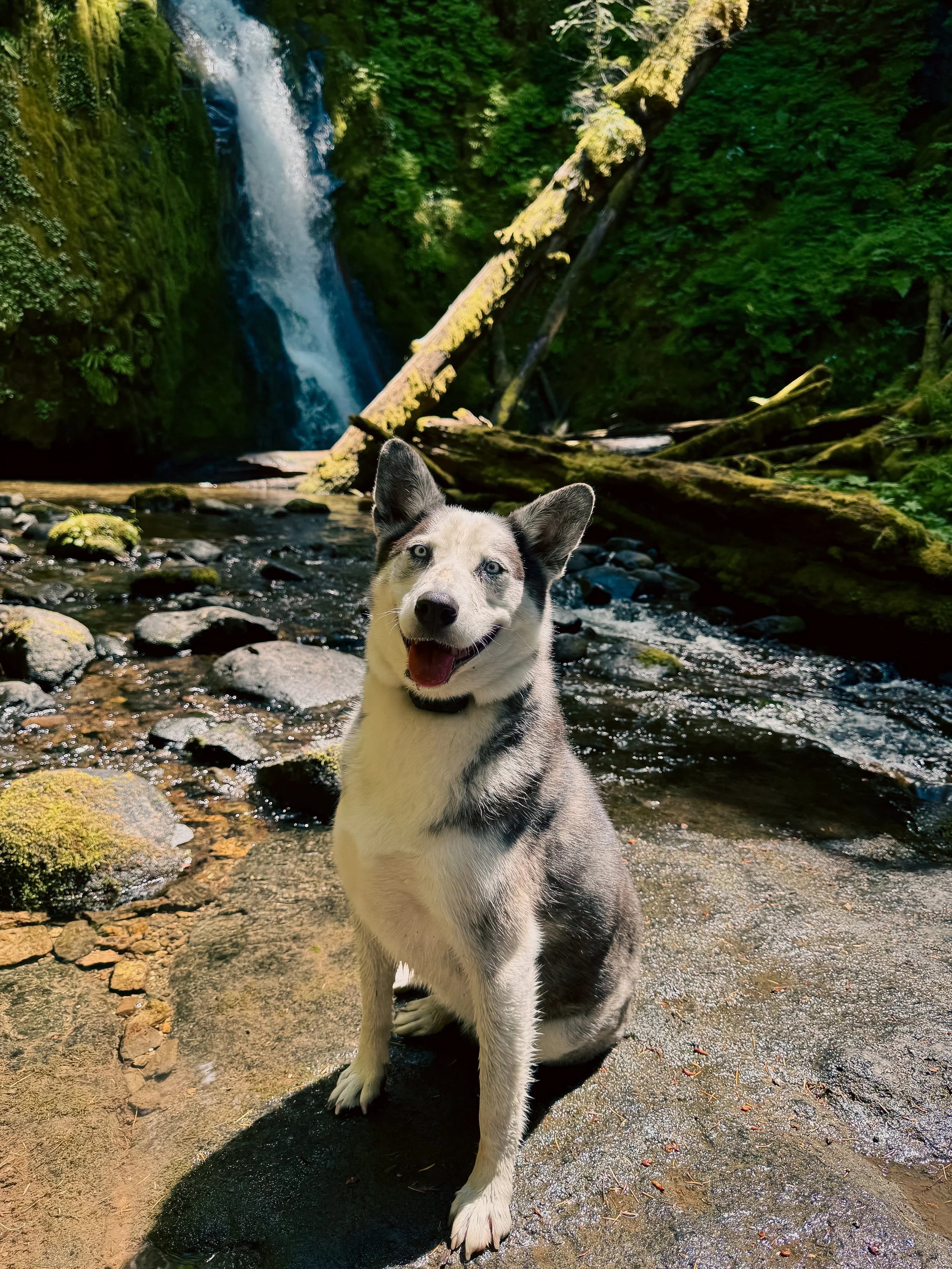 Luna at Hemlock Falls