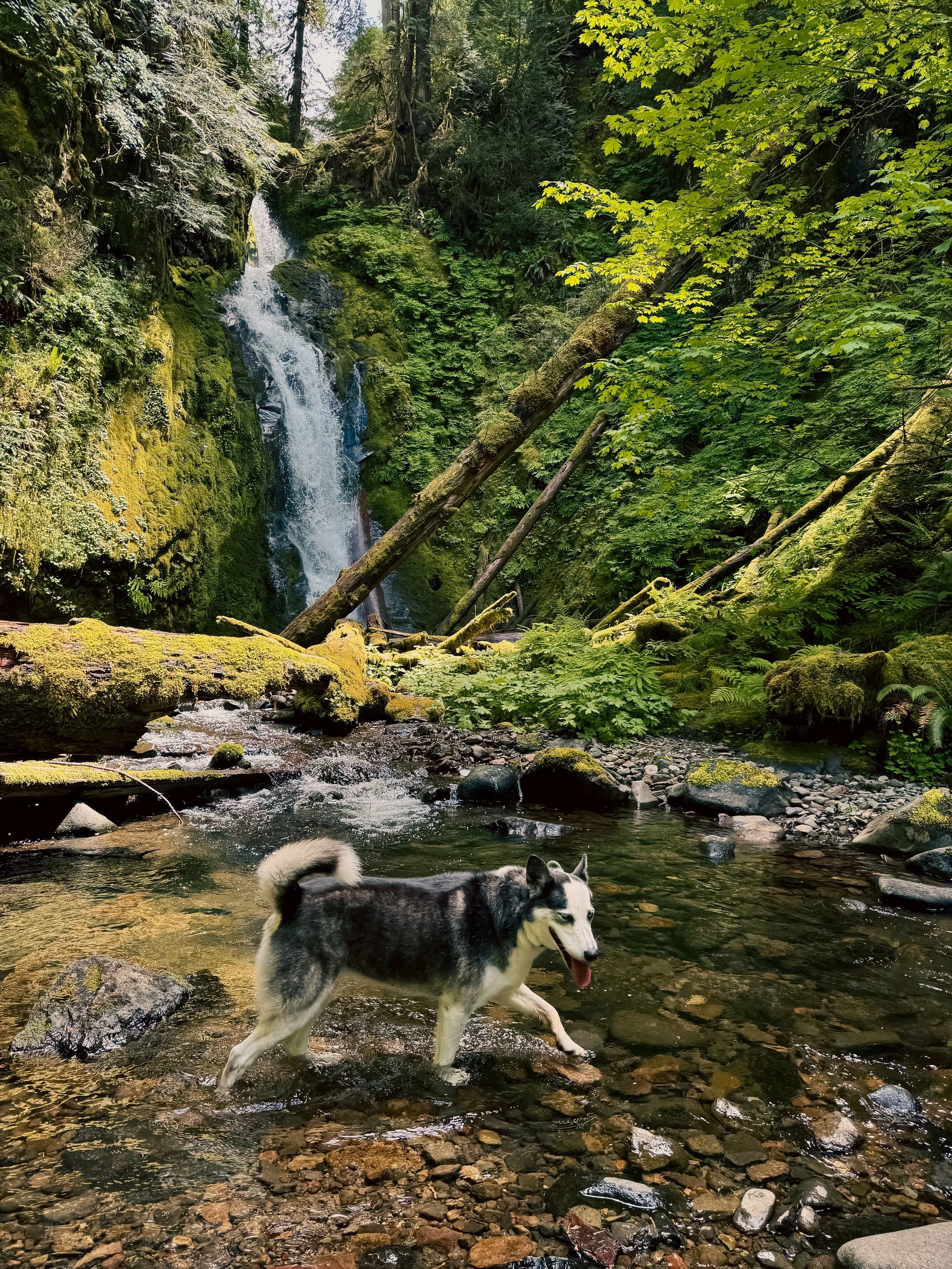 Luna exploring Hemlock Falls