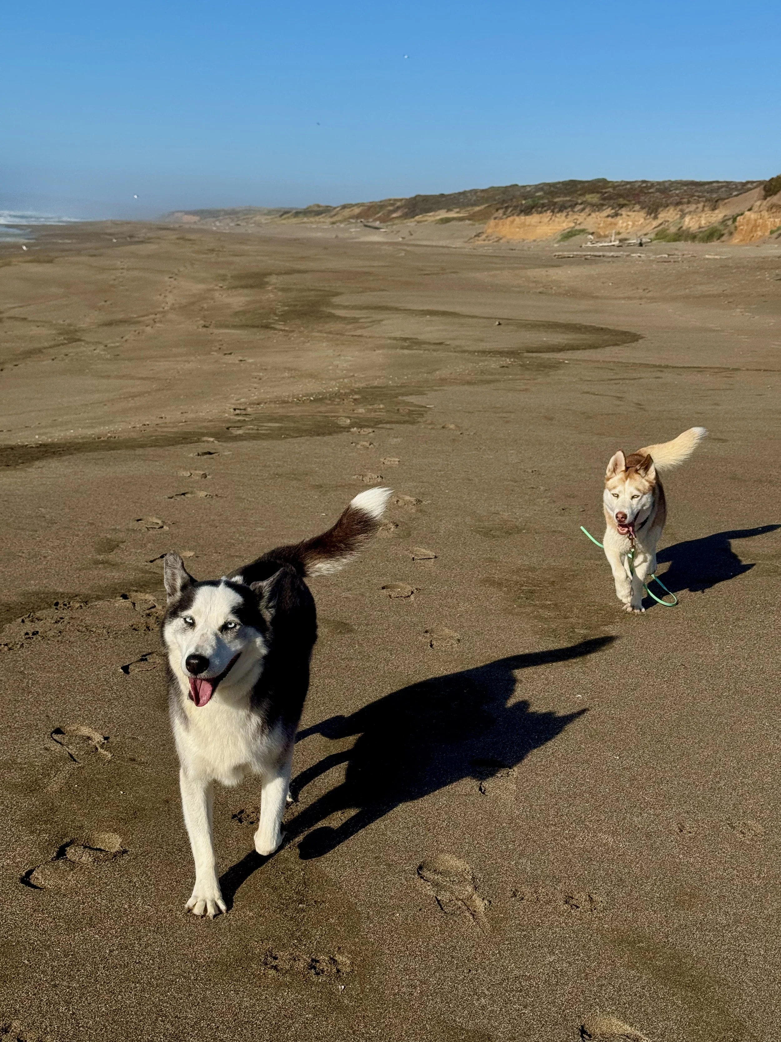 Luna and the newest addition, Momo aka Peaches at South Beach