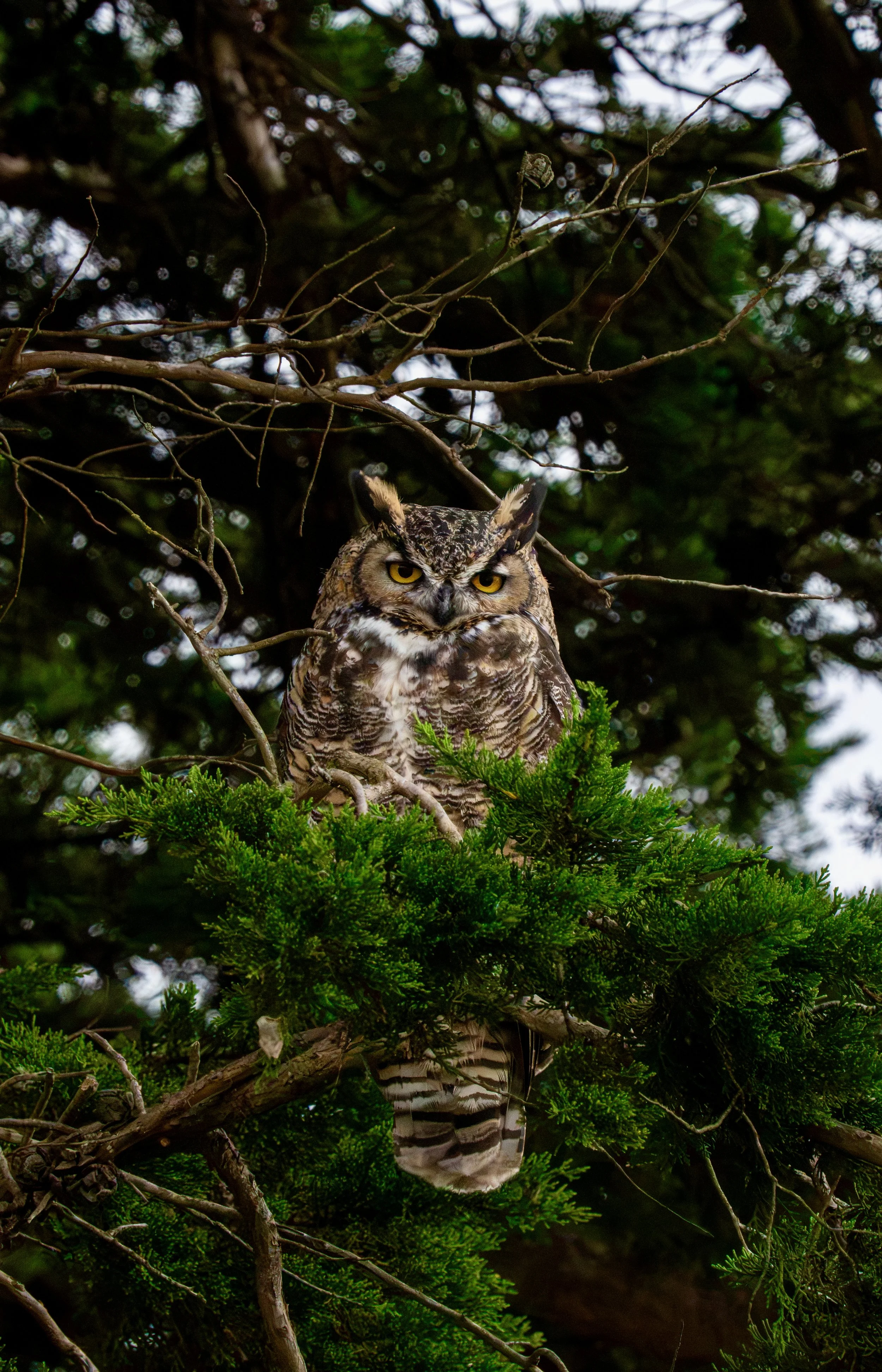 Great horned owl