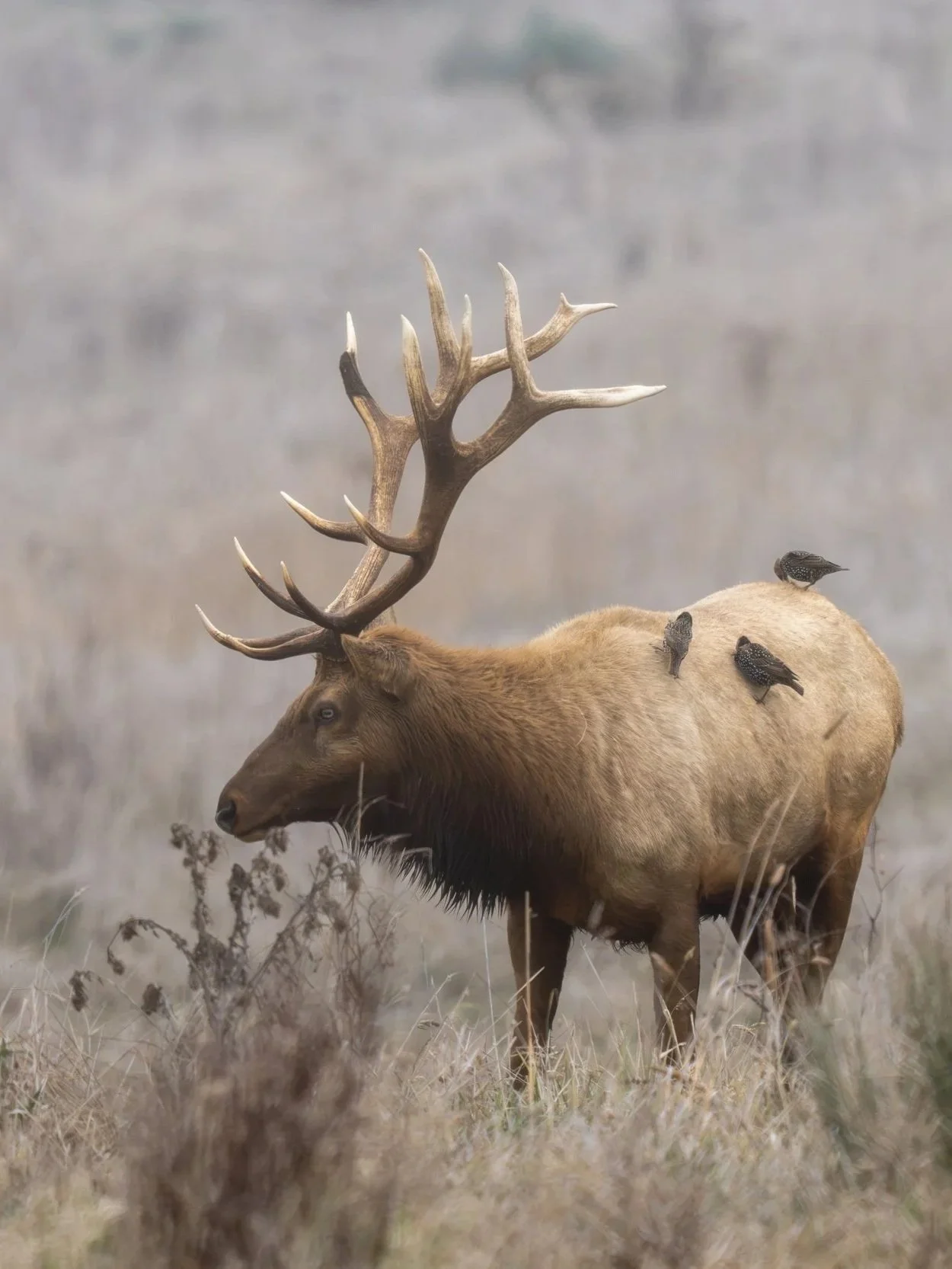 Tule elk on a foggy day
