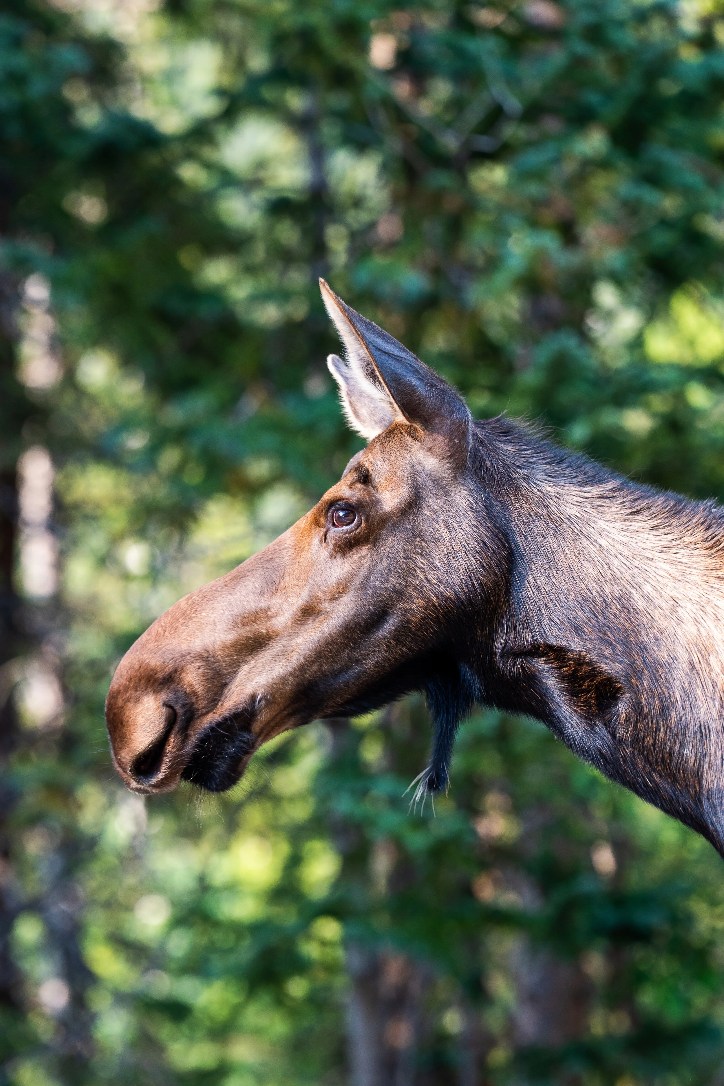 Close-up of a brown moose's head facing left, with a green forest background.